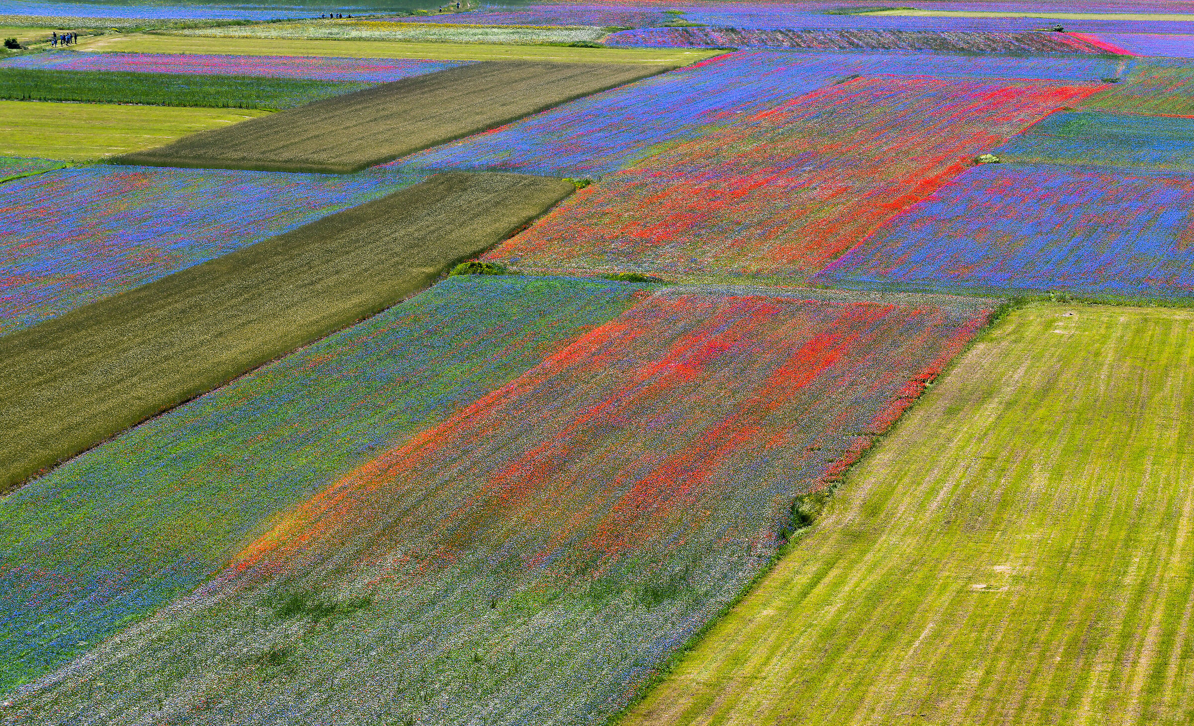 Castelluccio di Norcia (Pg)-Fioritura 2020