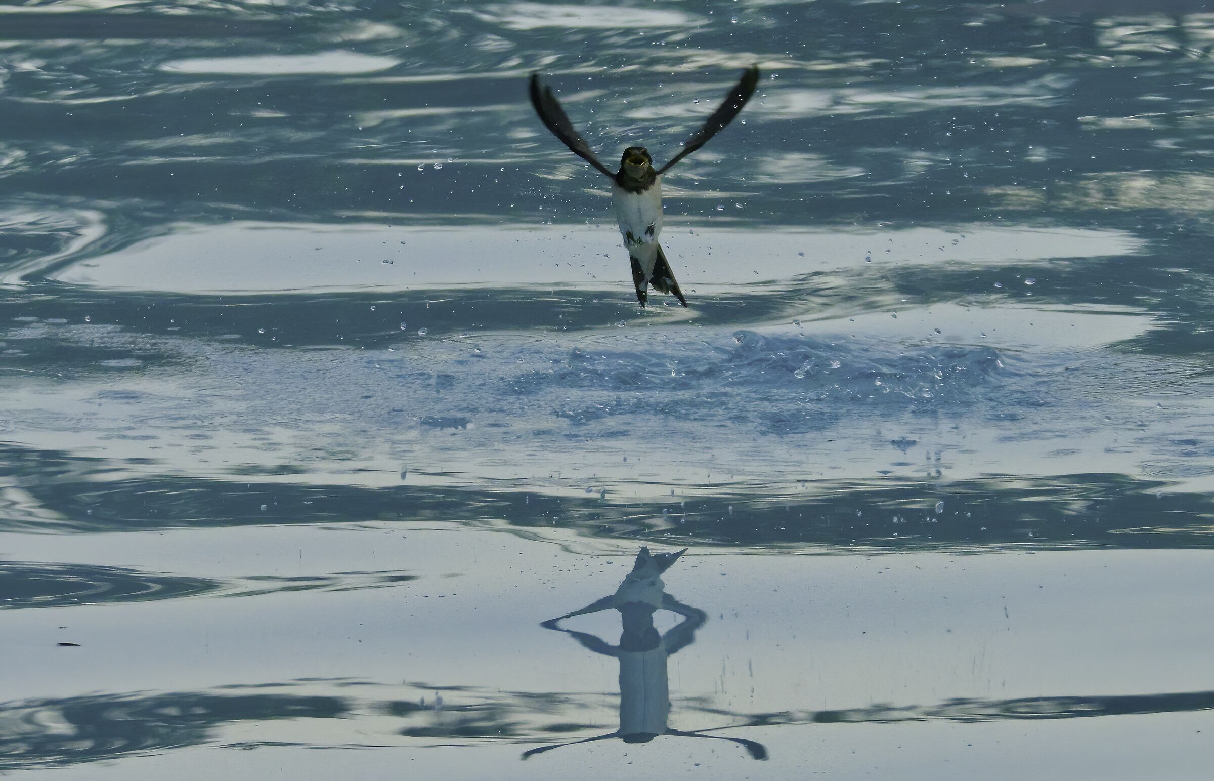 The refreshment of the swallow