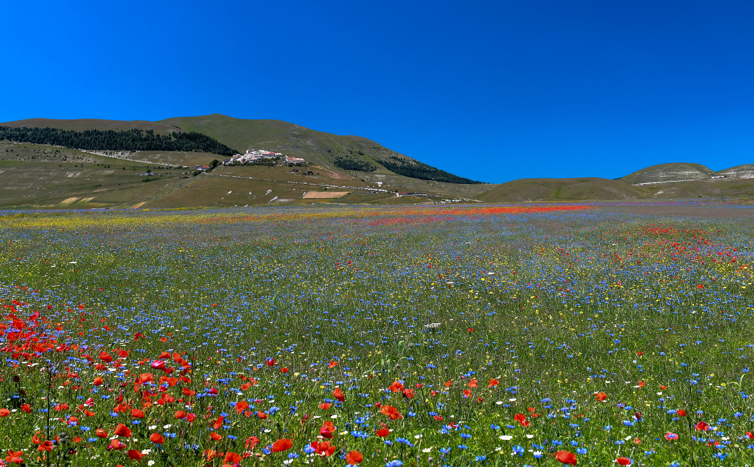 Castelluccio di Norcia (Pg)-Fioritura 2020