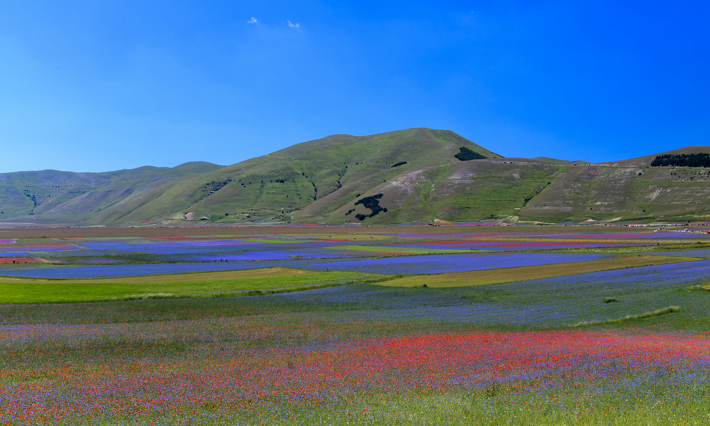 Castelluccio di Norcia (Pg)-Fioritura 2020