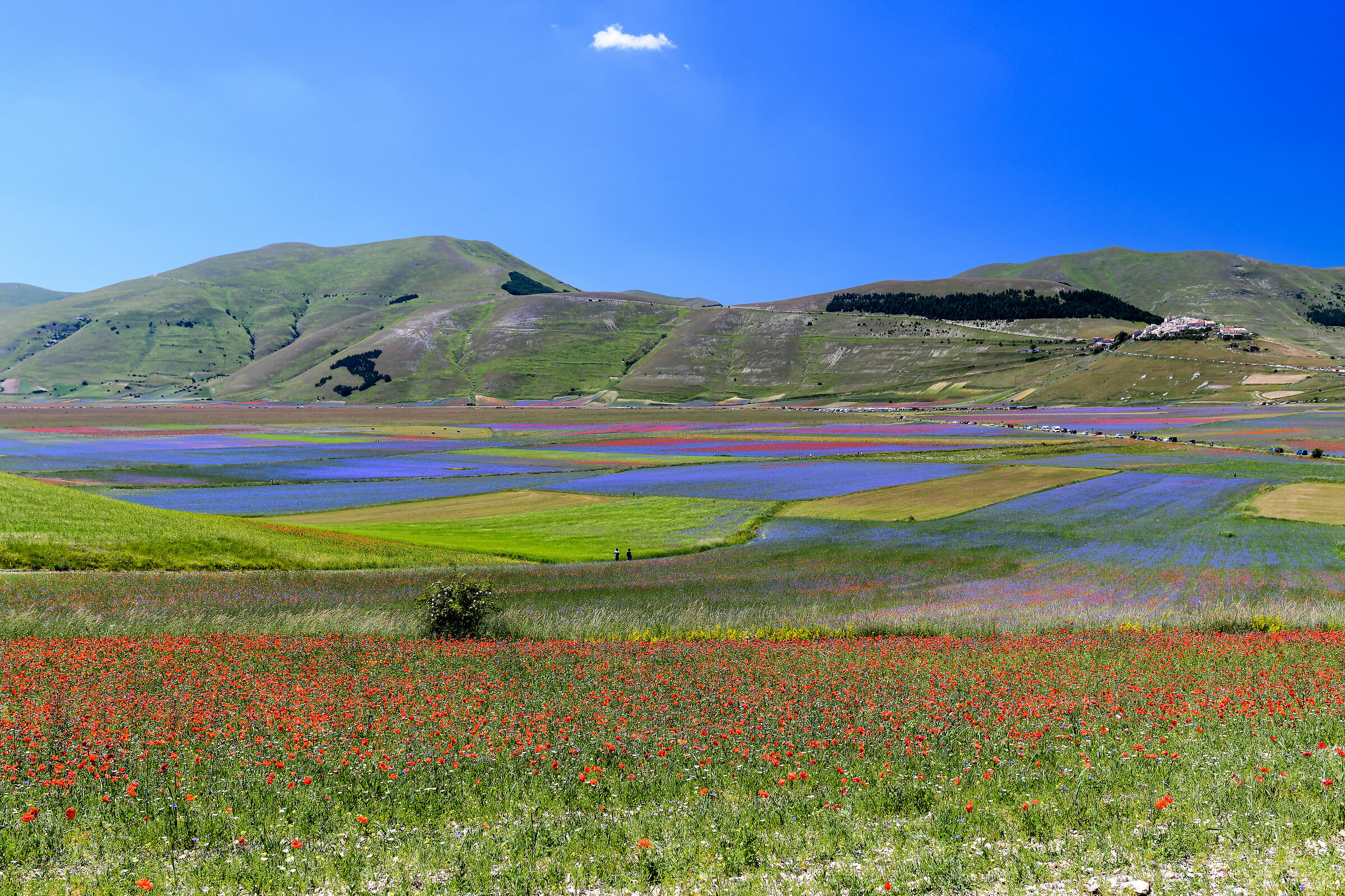 Castelluccio di Norcia (Pg)-Fioritura 2020
