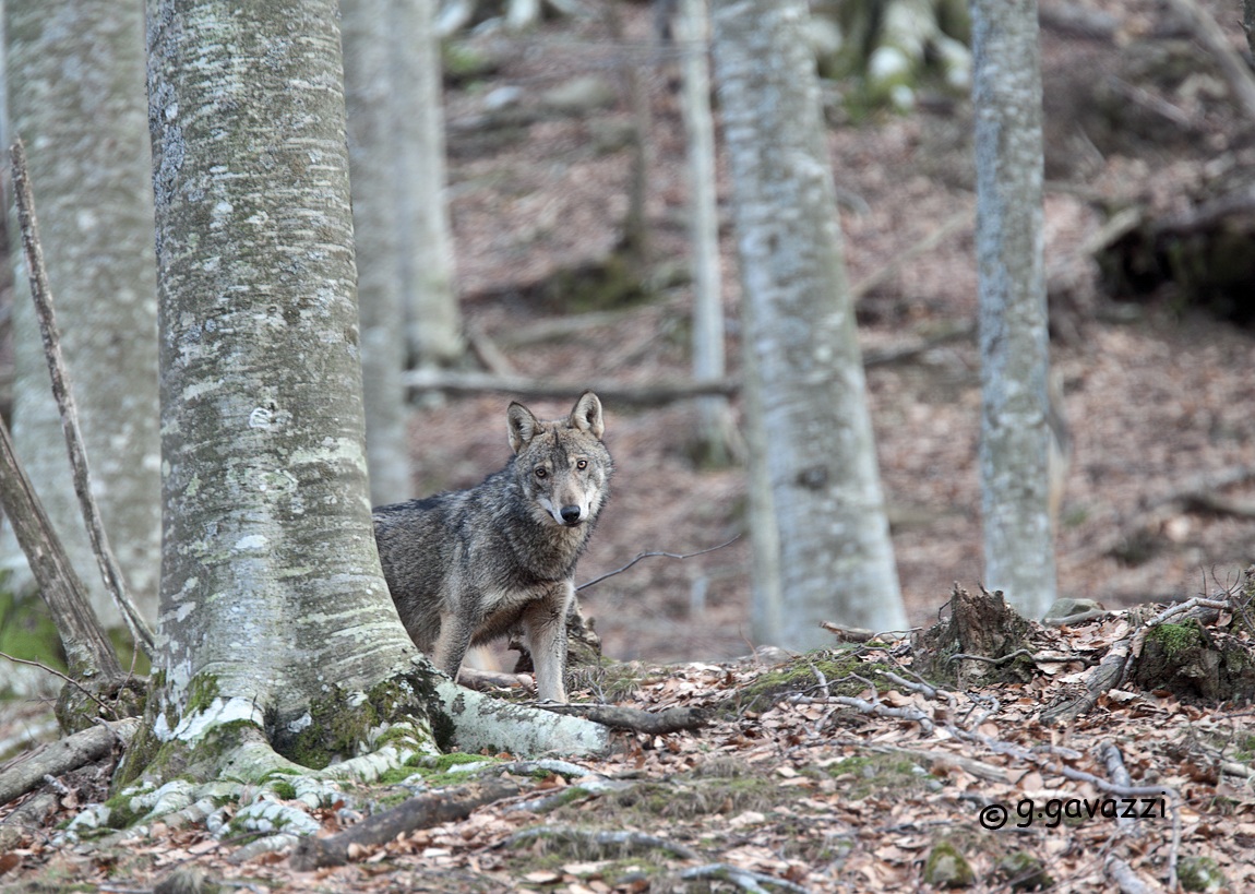 The lookout of the pack