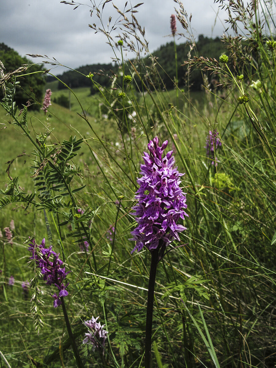 Dactylorhize maculate