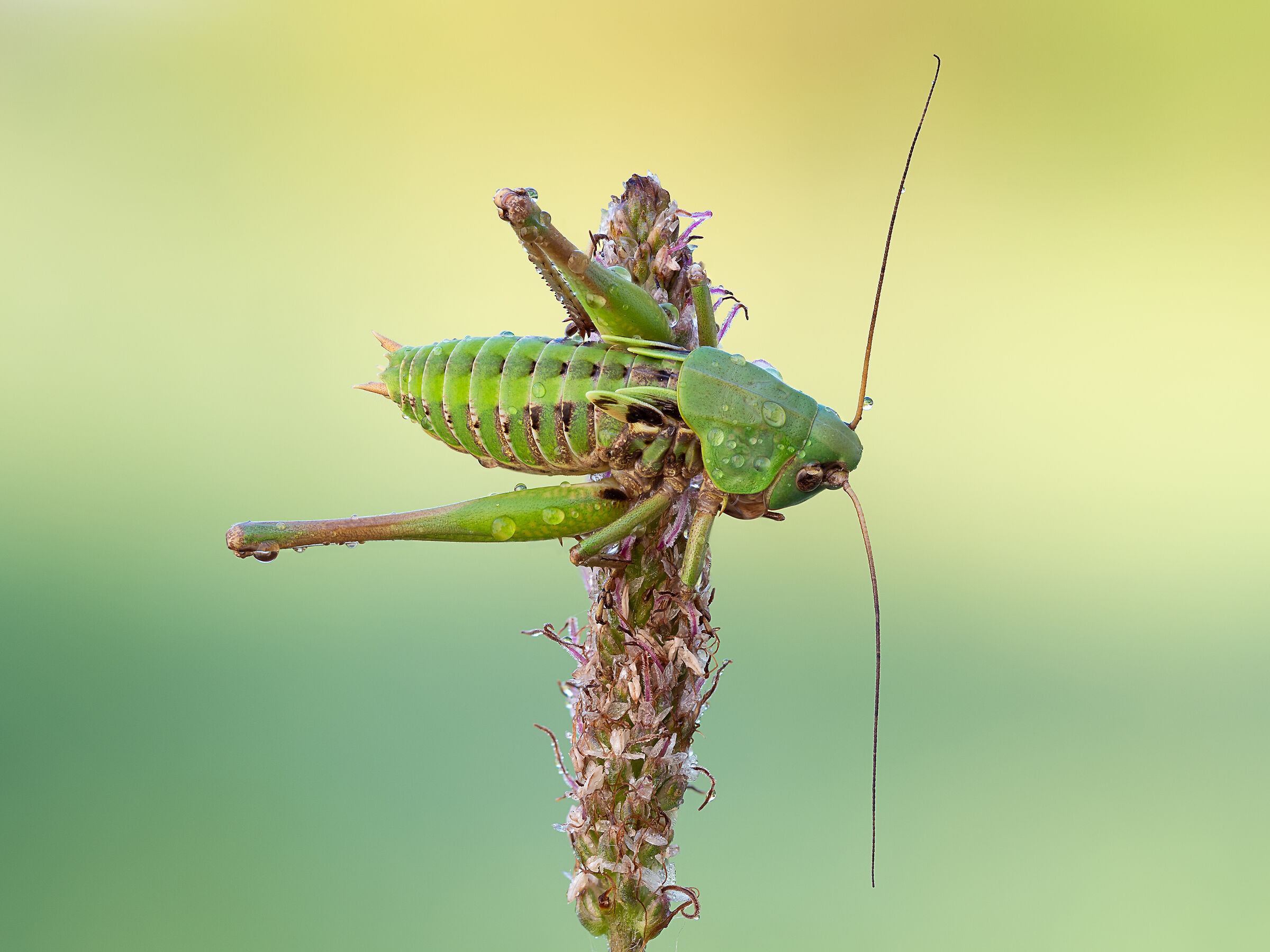 Decticus verrucivorus