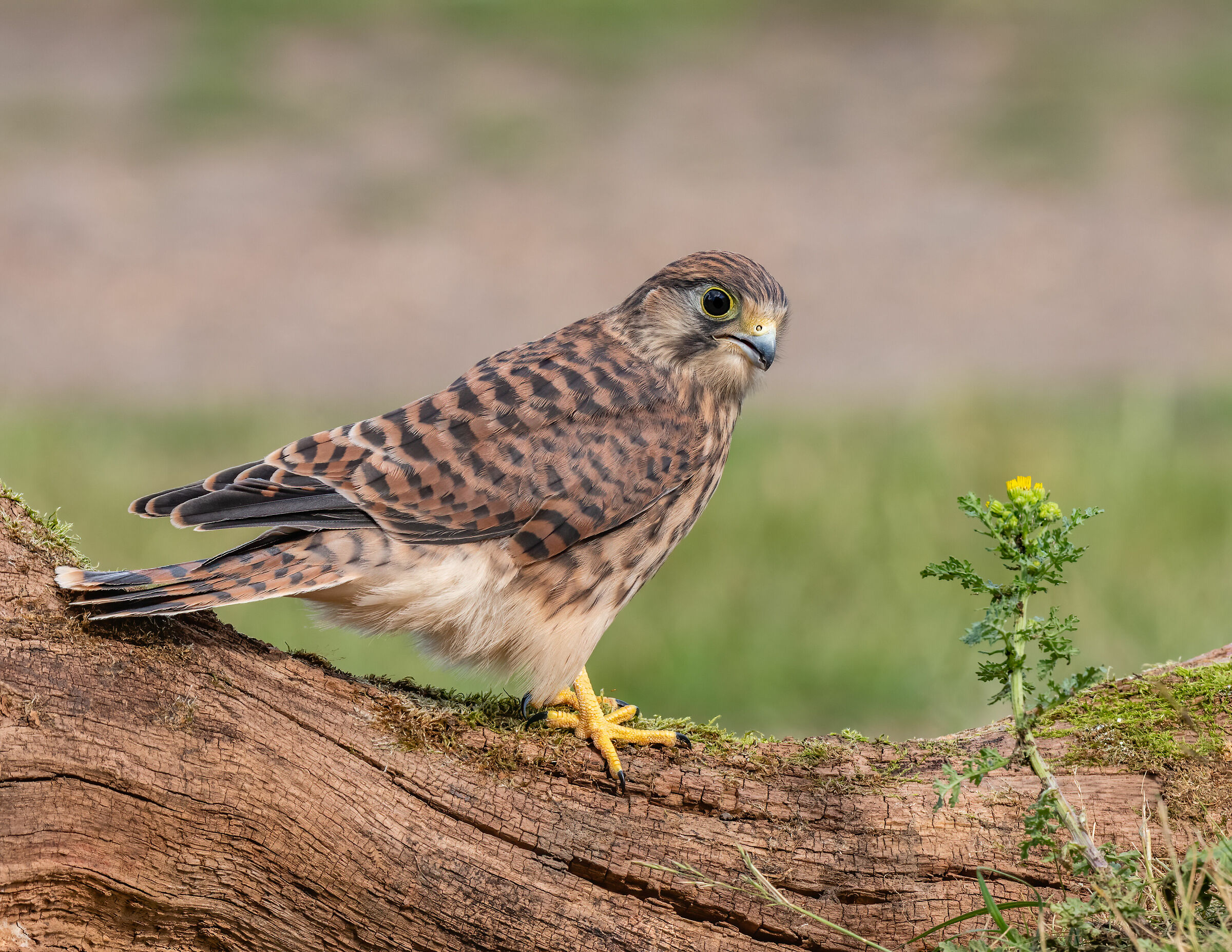 As the sun goes down