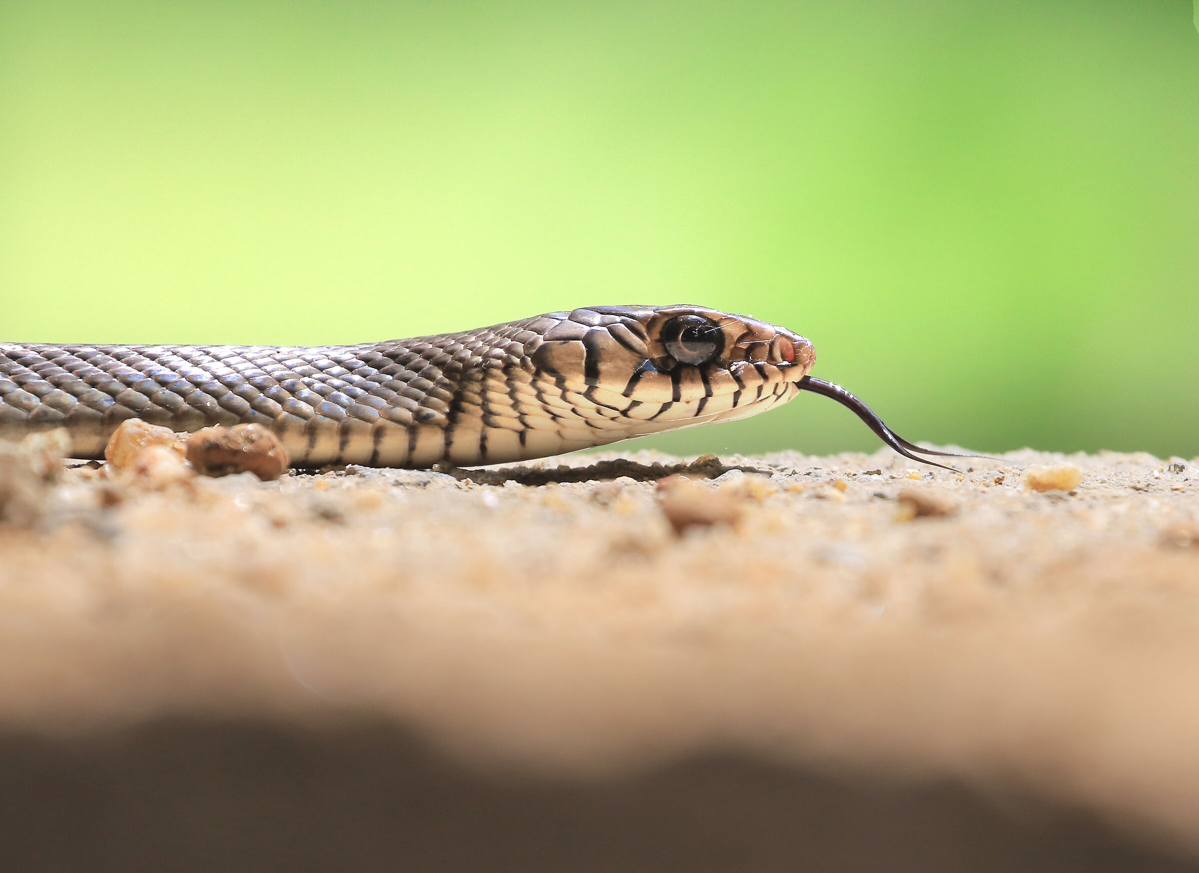 rat snake, prima della caccia al topo