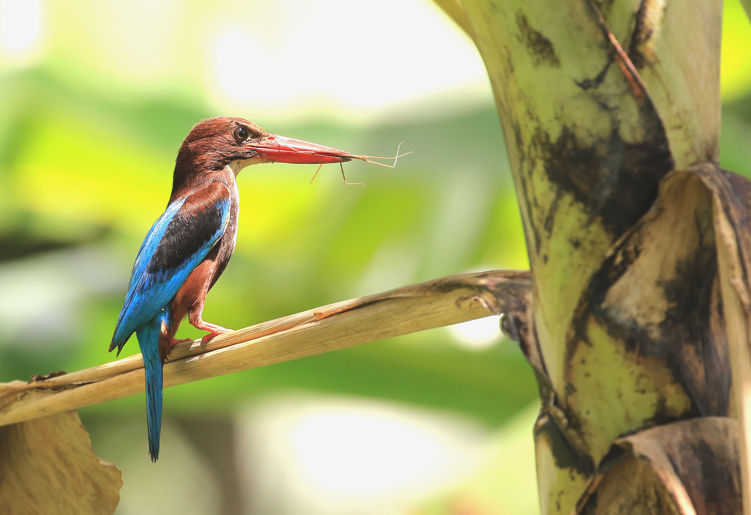 Martin pescatore asiatico con preda "insetto stecco&quo...