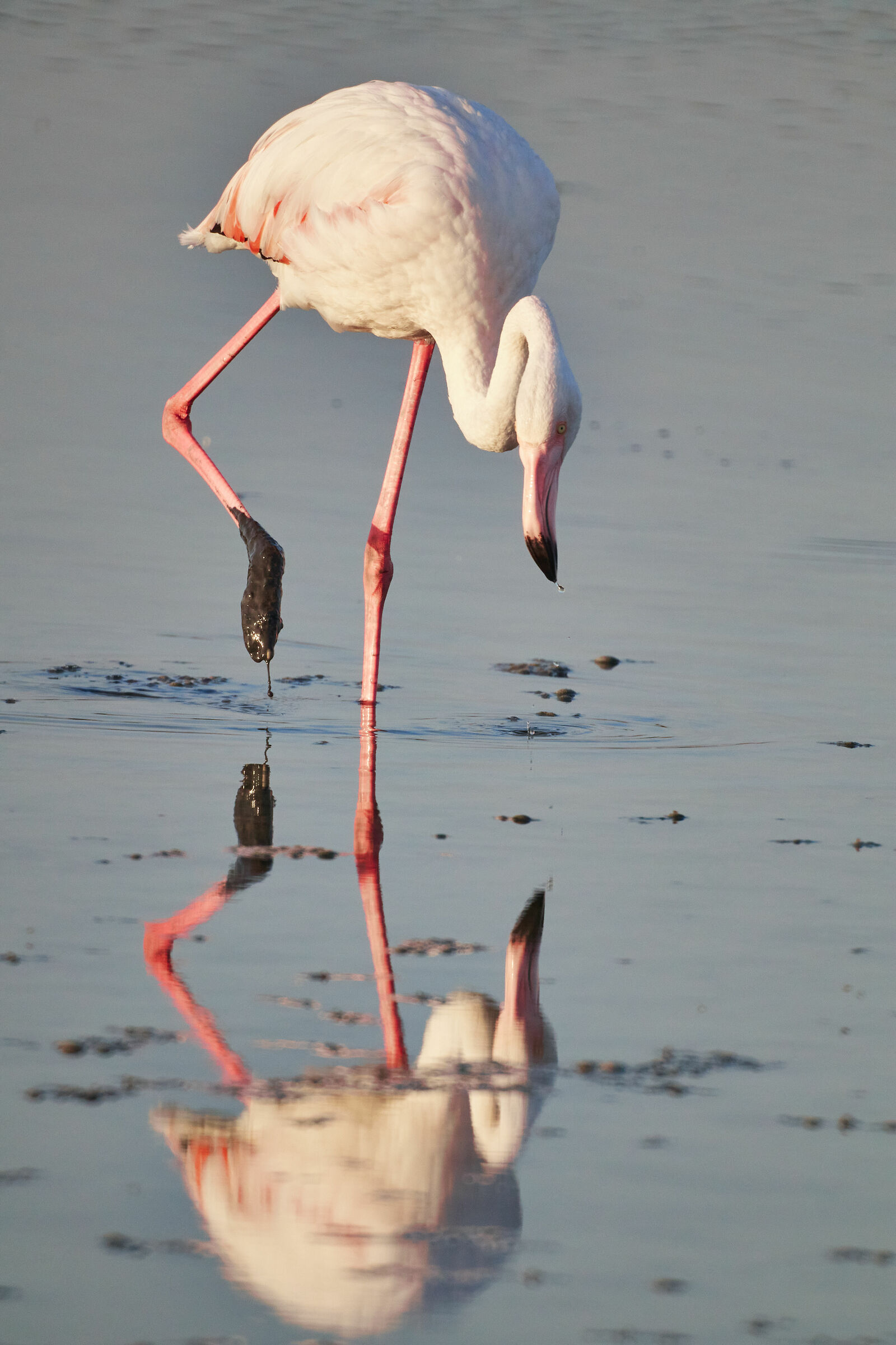 Flamingos Rosa, Quartu S. Elena, Sardinia 2020