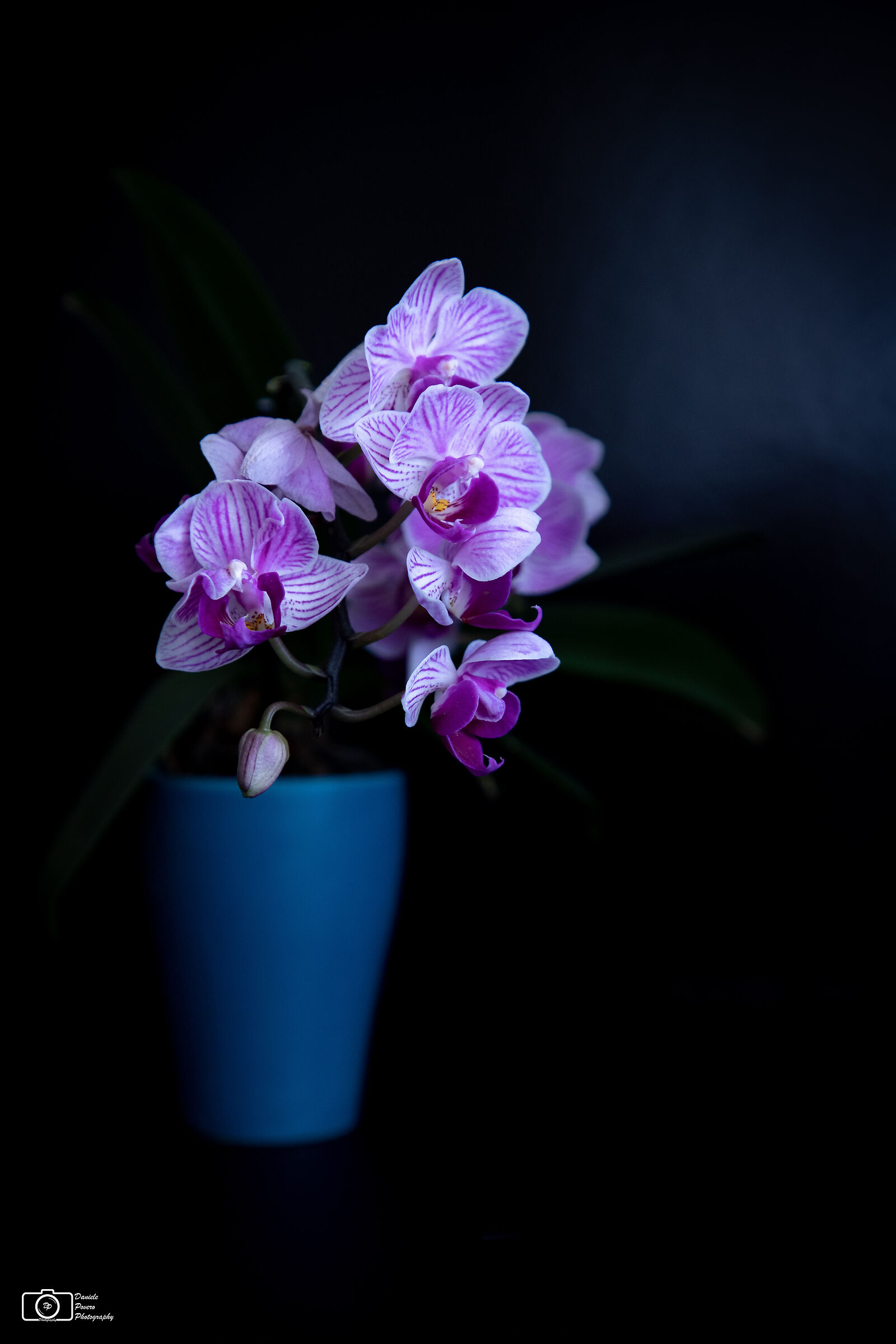 Orchidea #2