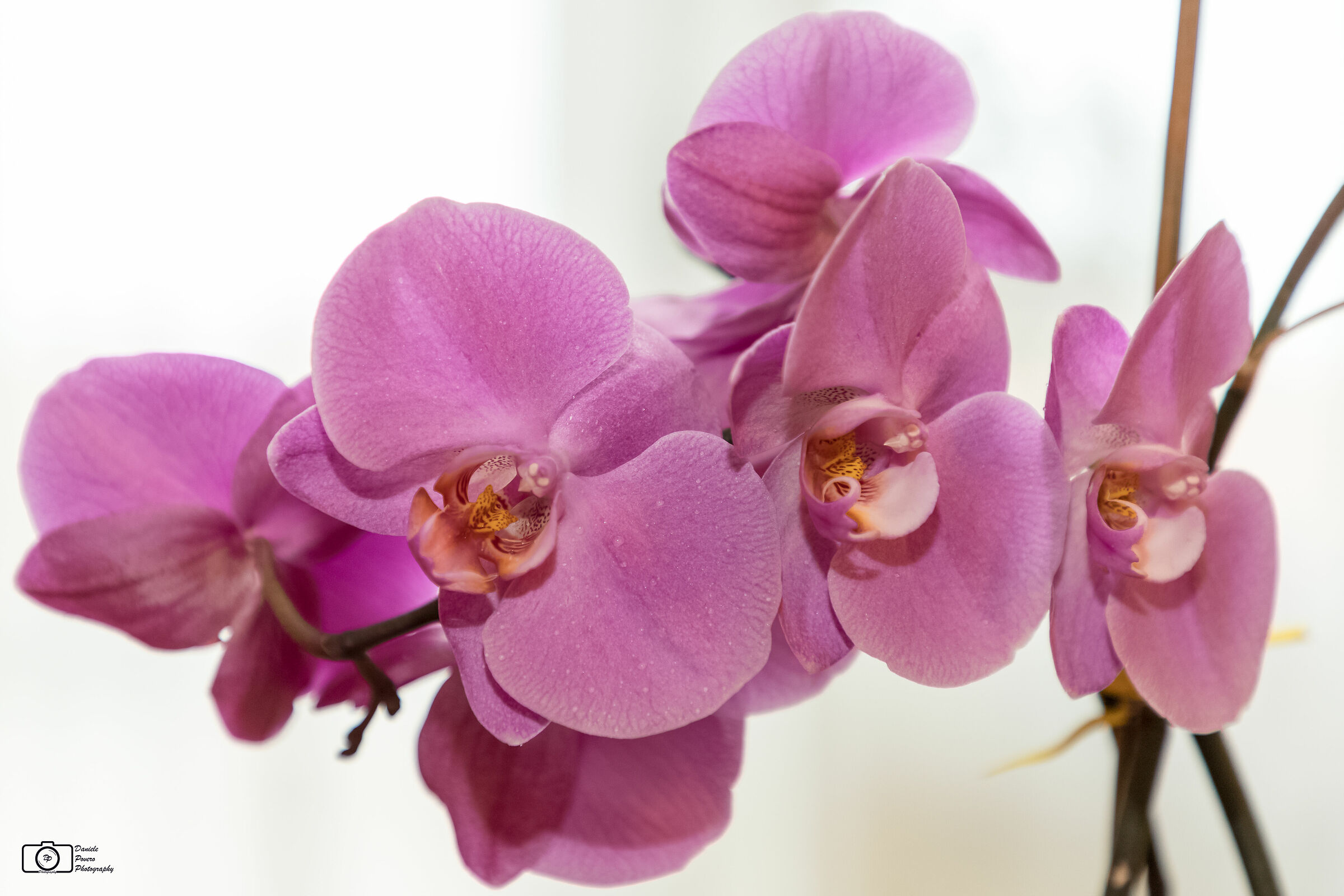 Orchidea #1