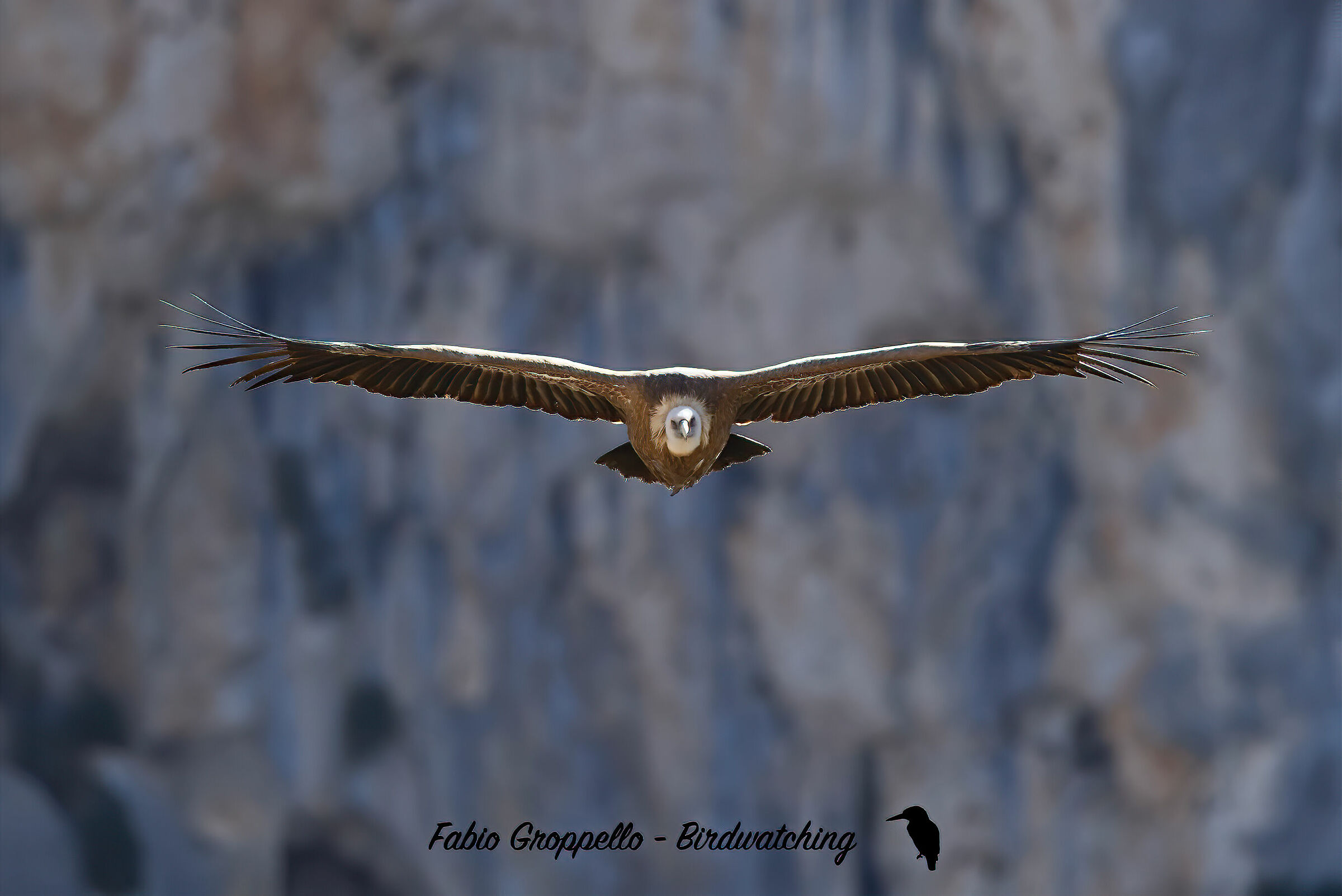 Griffin in front flight