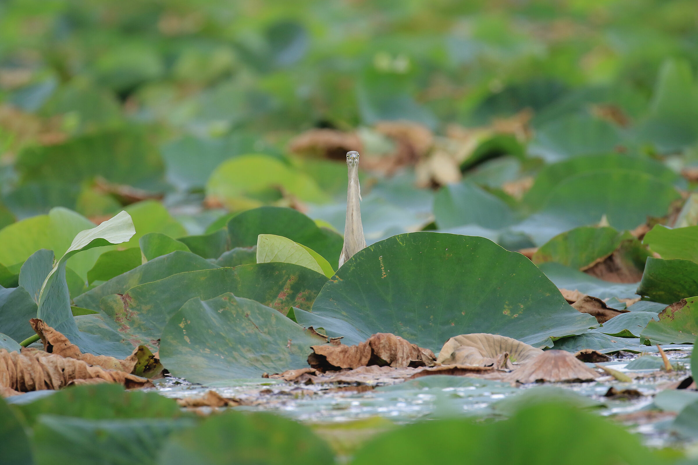Mimetismo -sgarza ciuffetto su flglio di fiori di loto