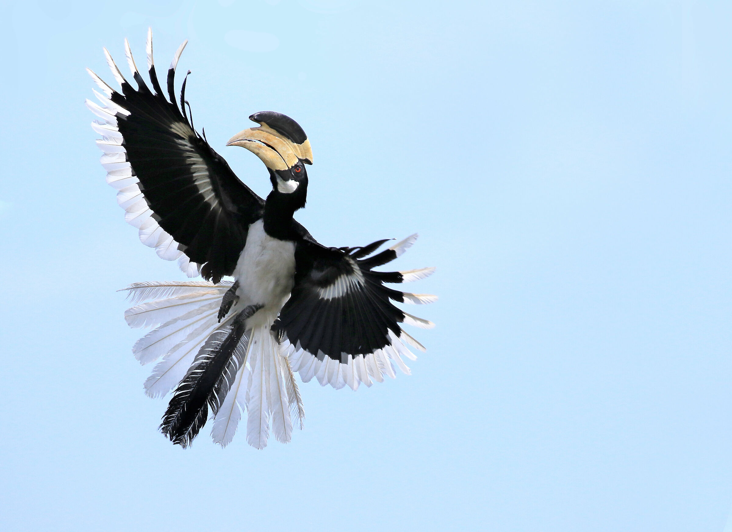 Malabar Hornbill al volo