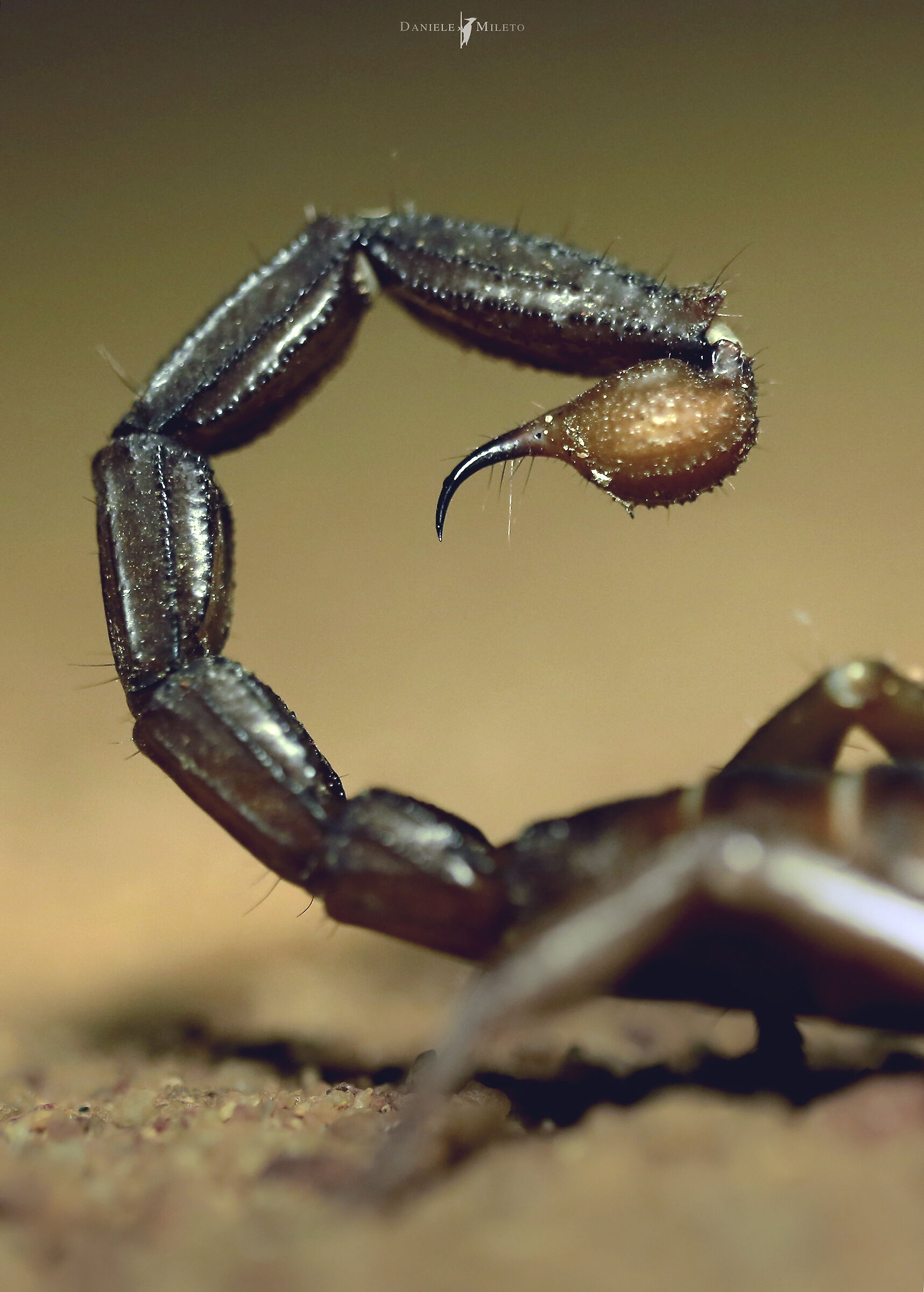 Il pericolo è solo un dettaglio Giant asian scorpion