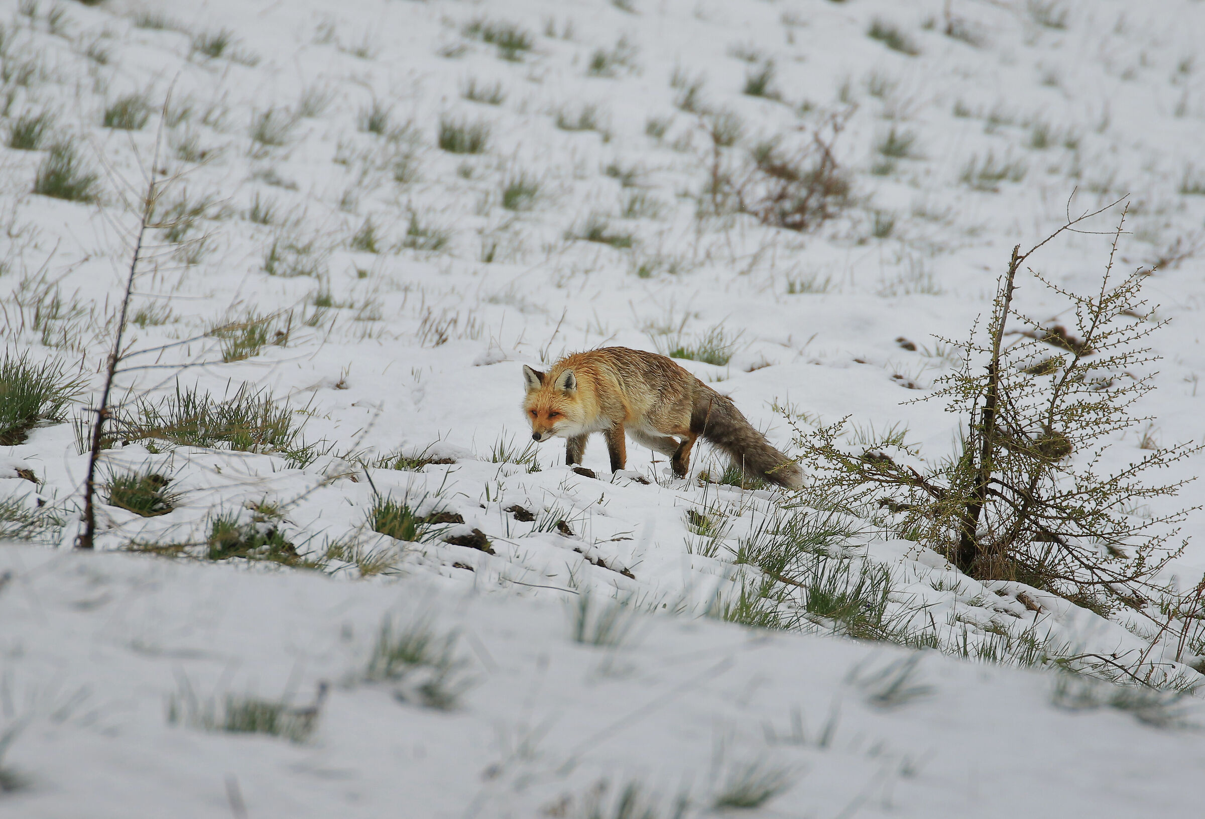 Volpe selvaggia in caccia sotto nevischio