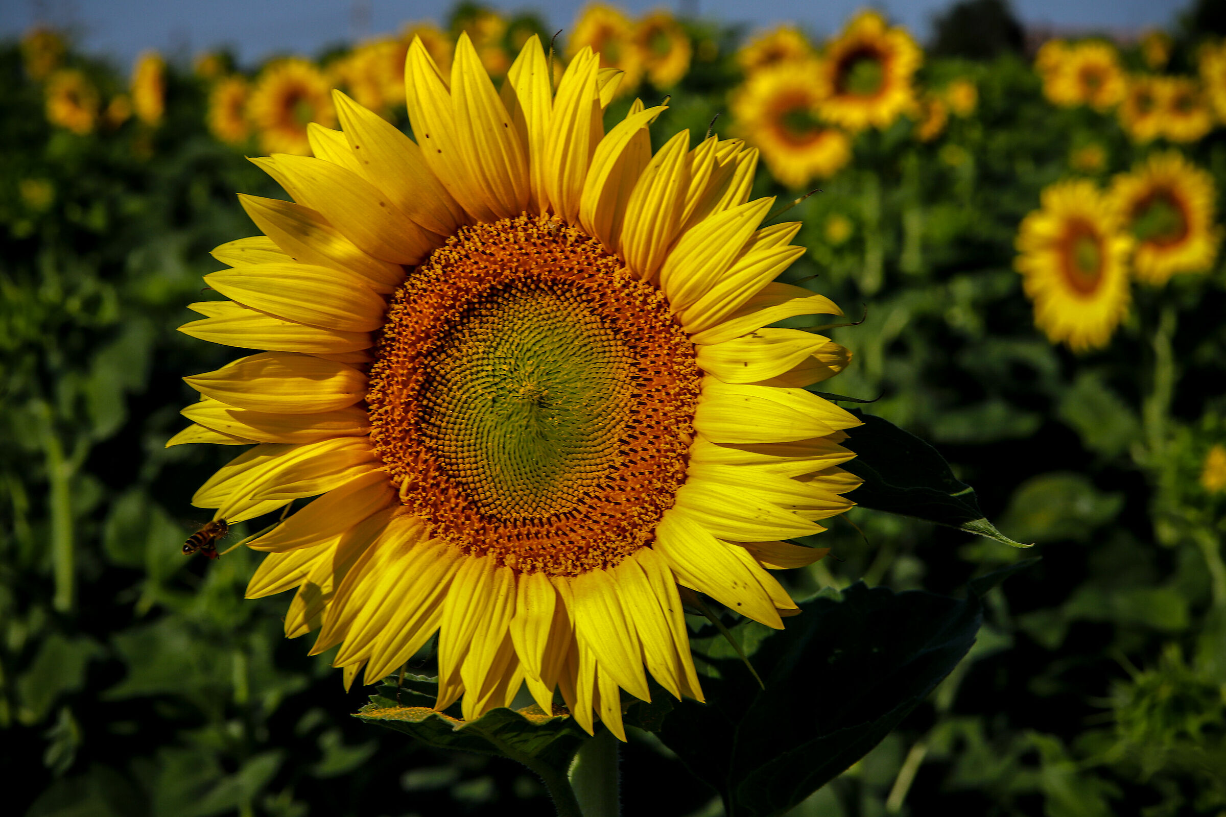 Finalmente i Girasoli