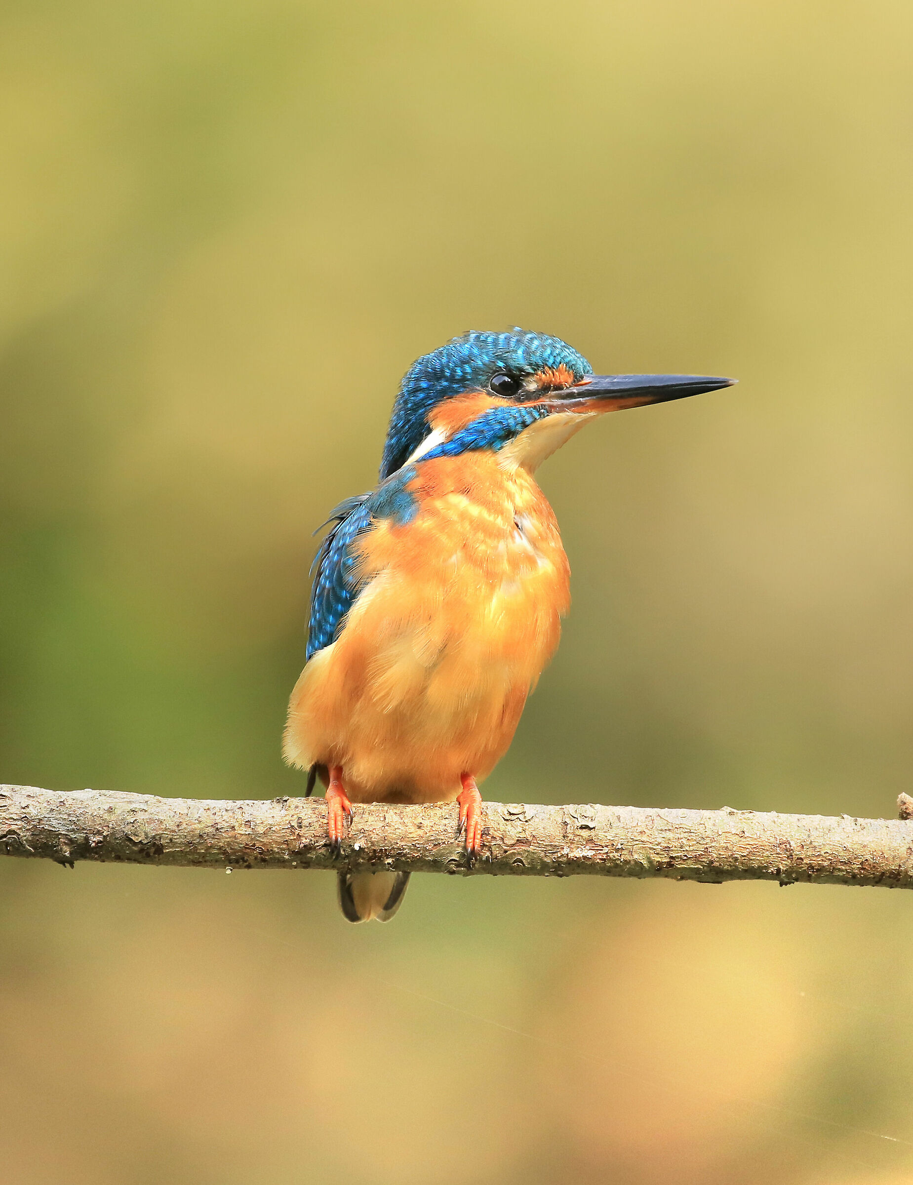 Semplice martin seduto