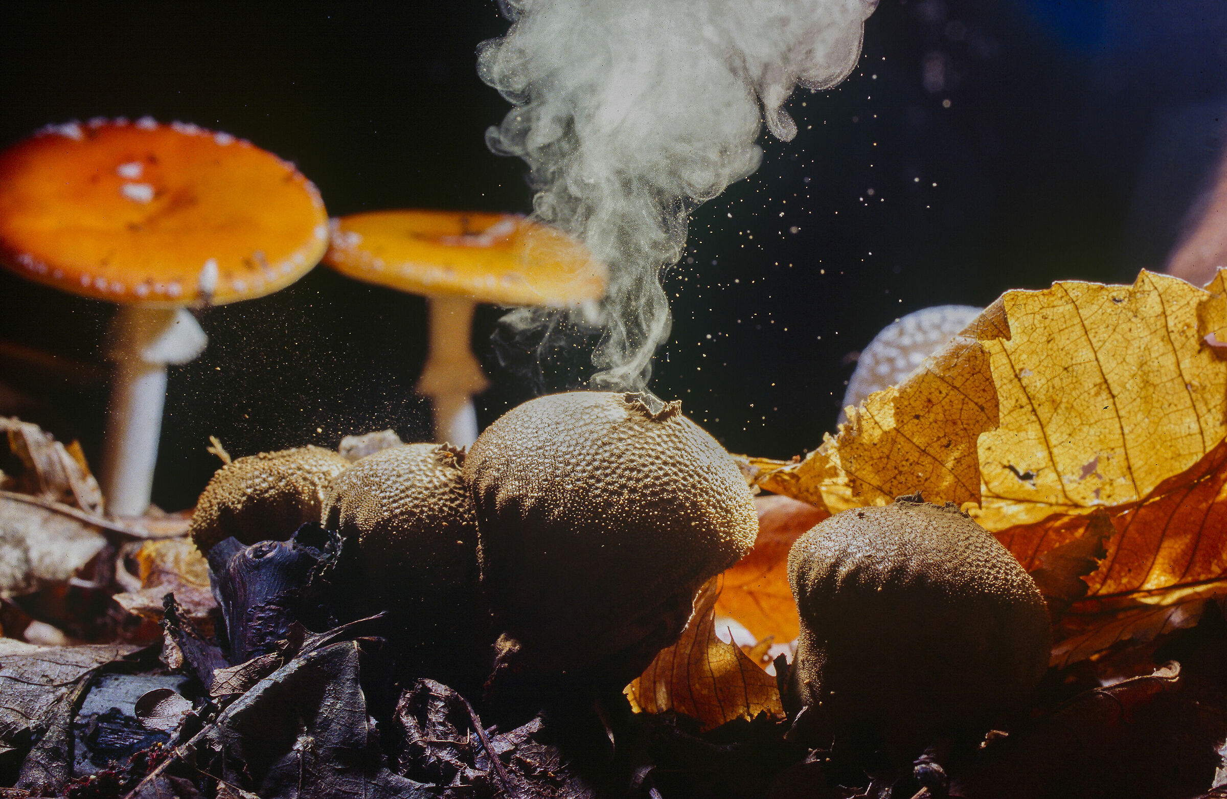 funghi con  emissione delle spore