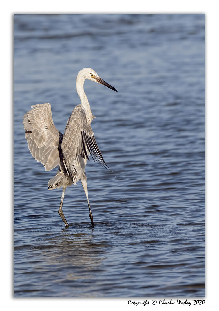 Reddish Egret Umbrella Dance