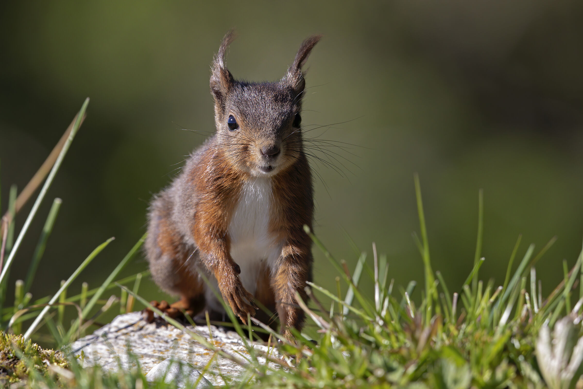 Scoiattolo- il folletto del bosco