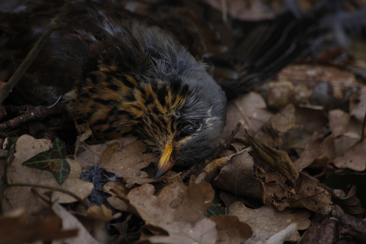 le dure leggi della natura (cesena predata)