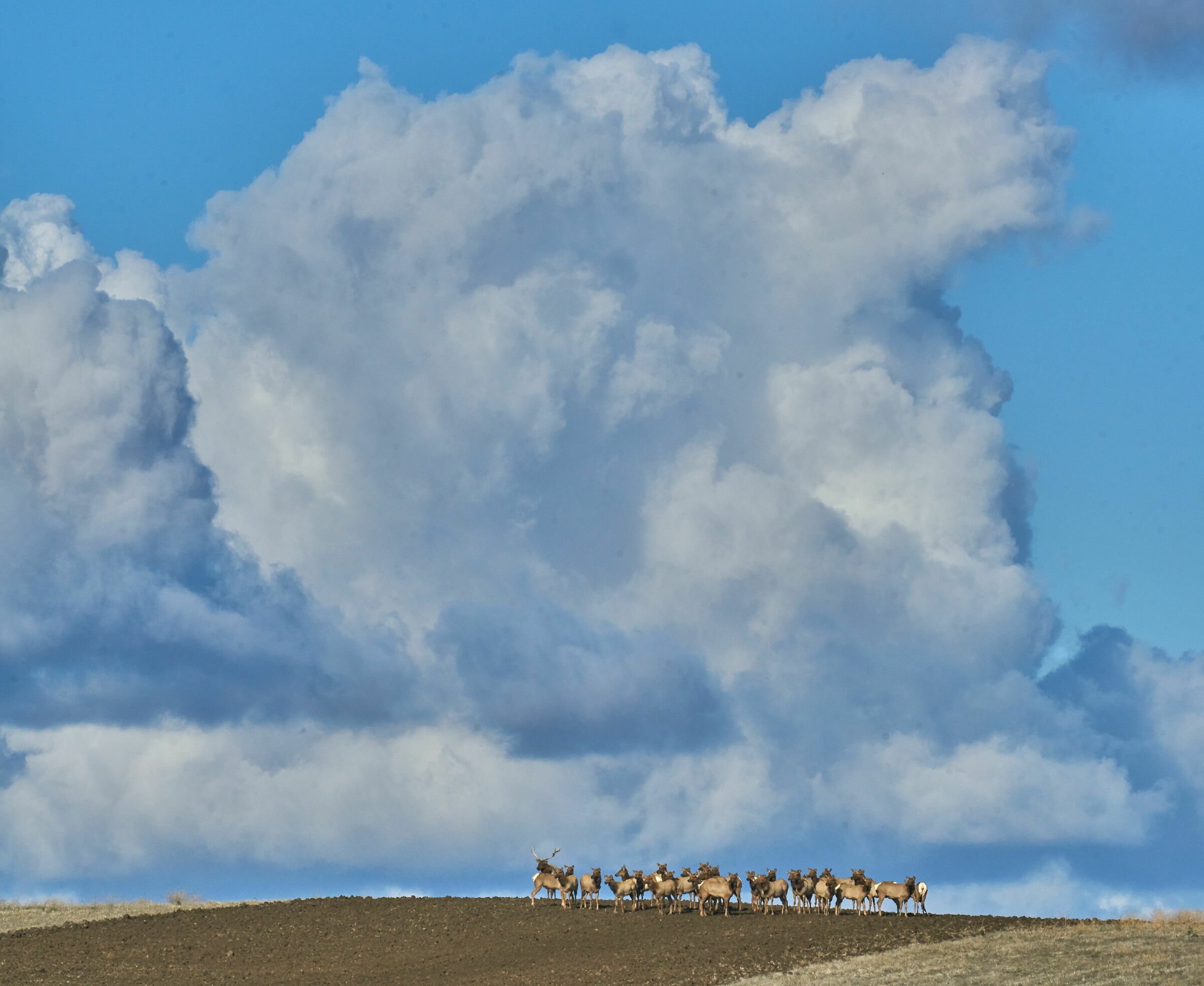Caribù in California...