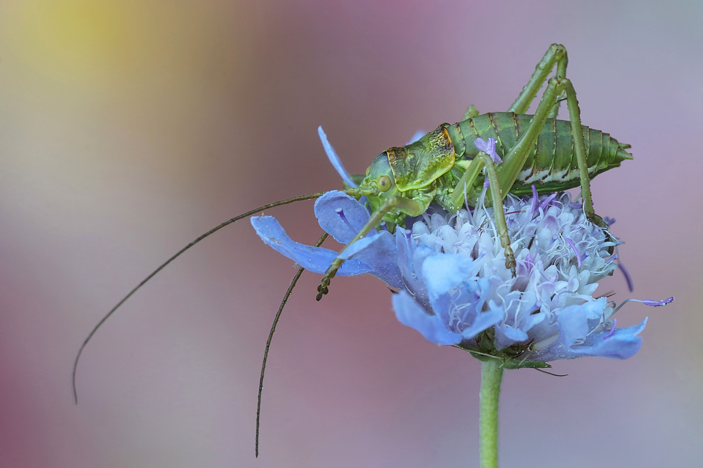 un piccolo....panzer !