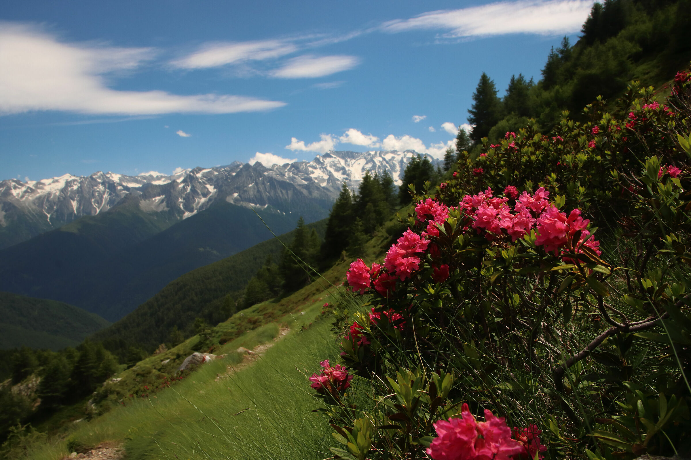 gli ultimi rododendri