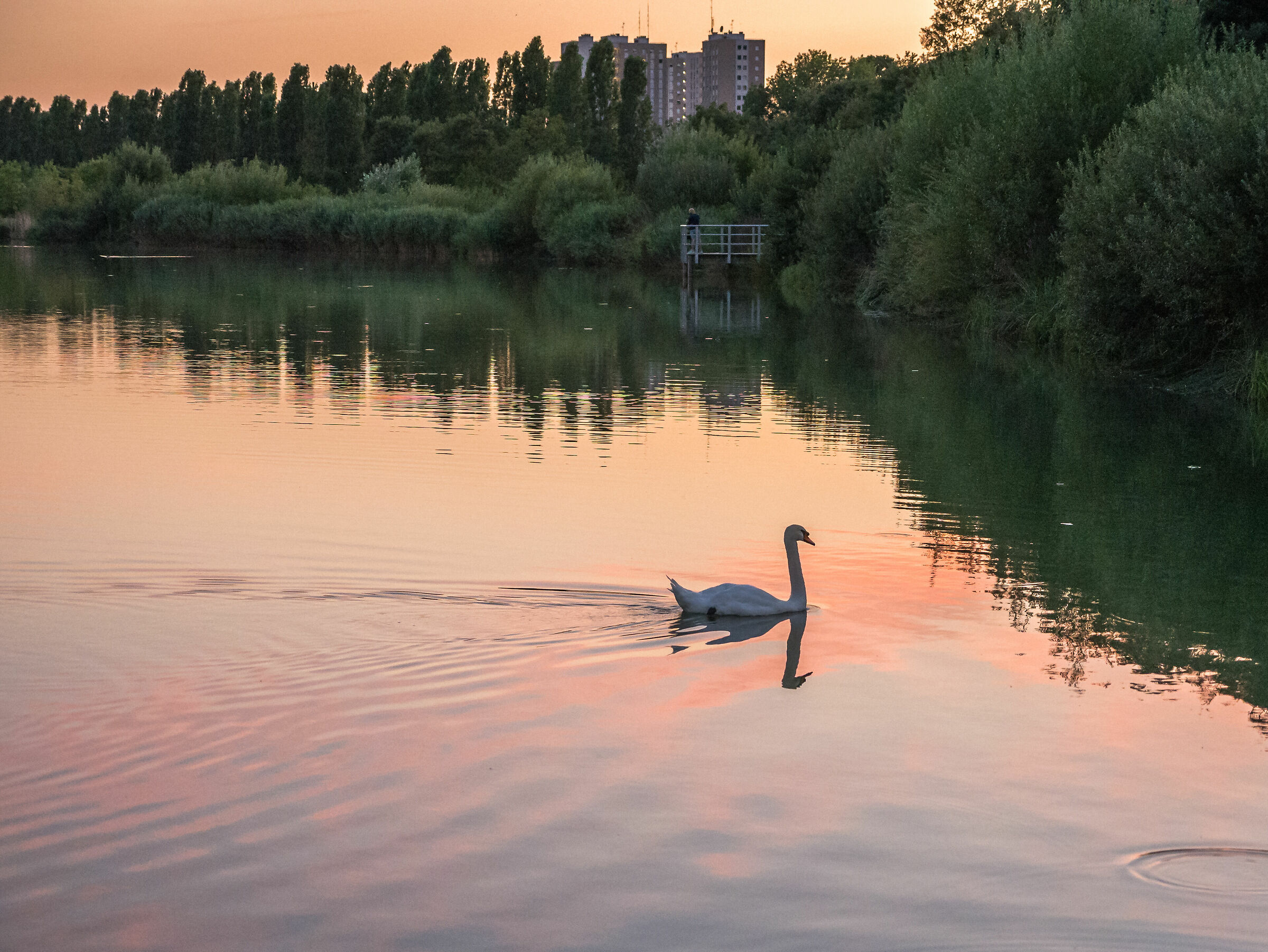 North Park pond - Milan