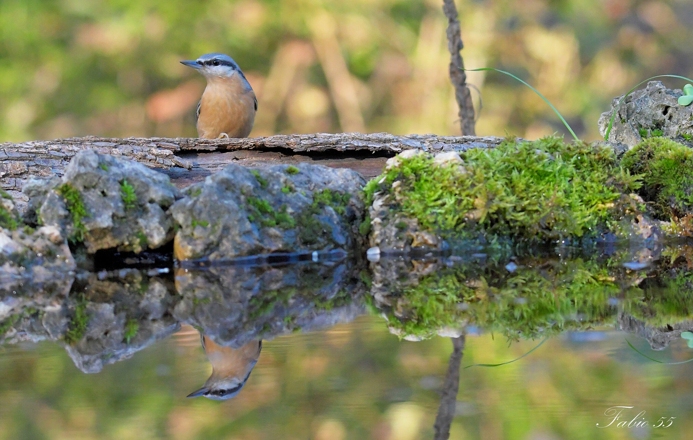 Picchio muratore (Sitta europae)