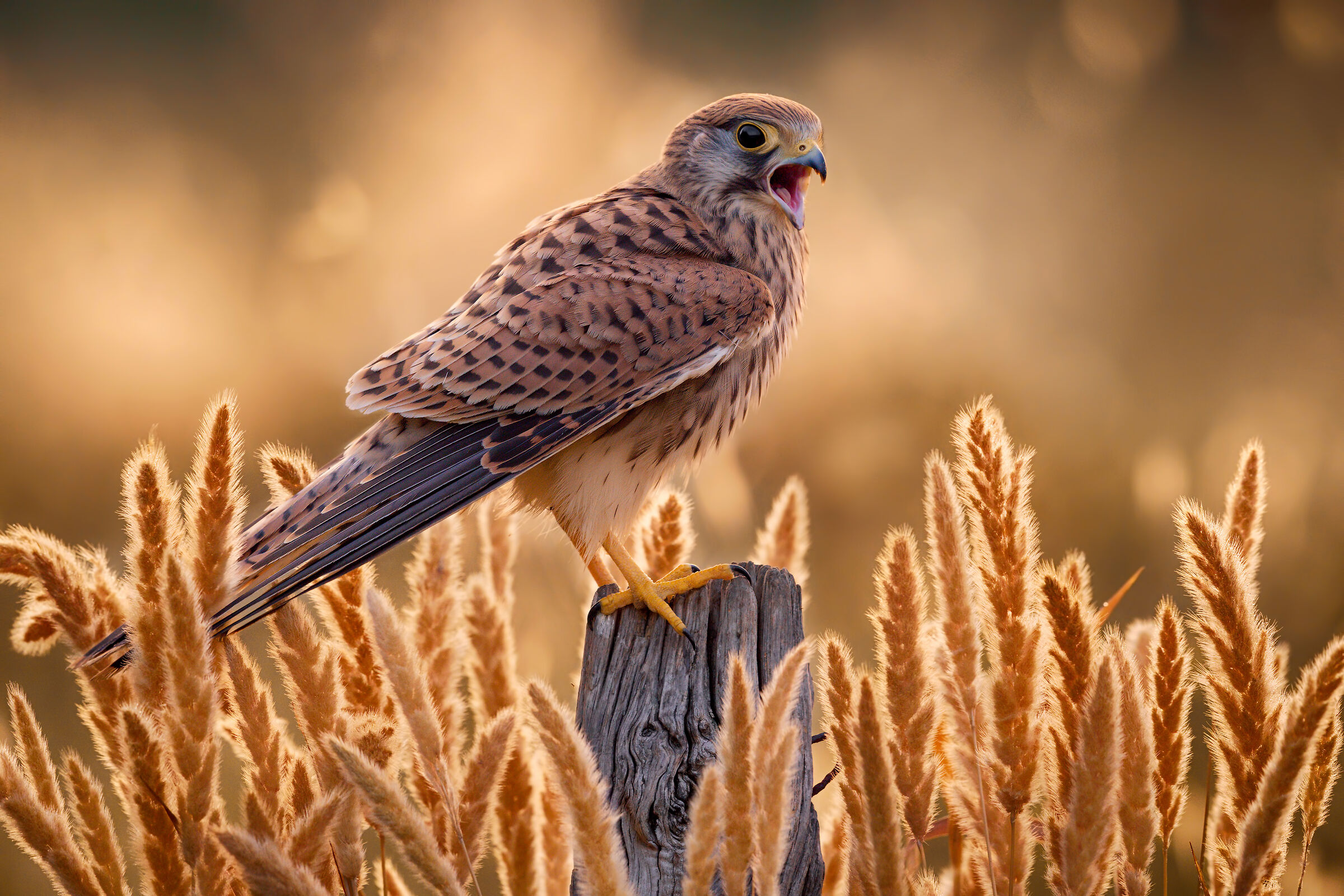 young man of cheetah