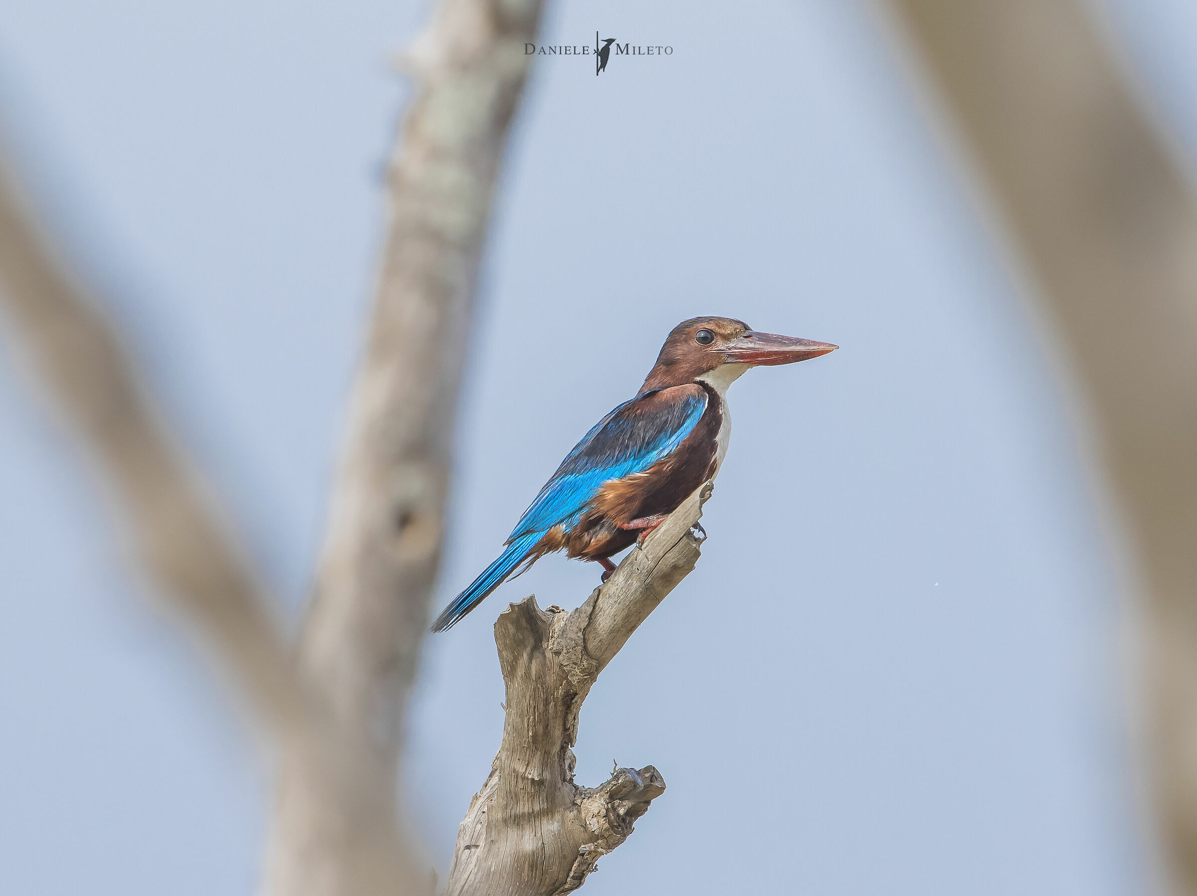 White throated king fisher