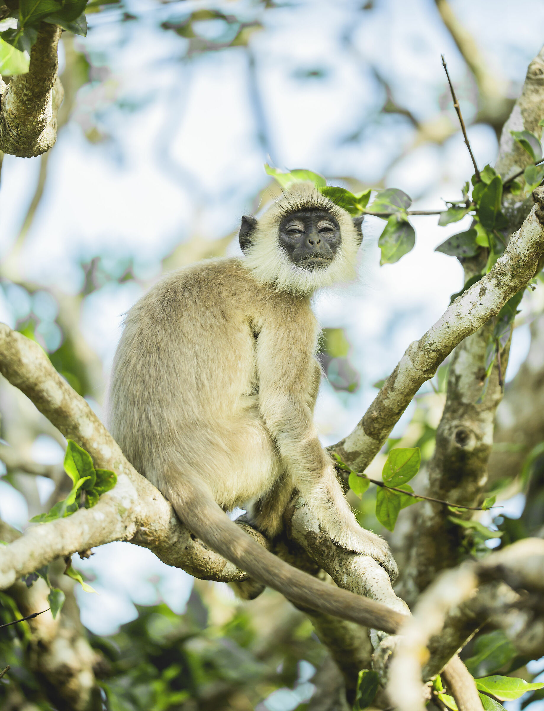 Langur grigio assonnato