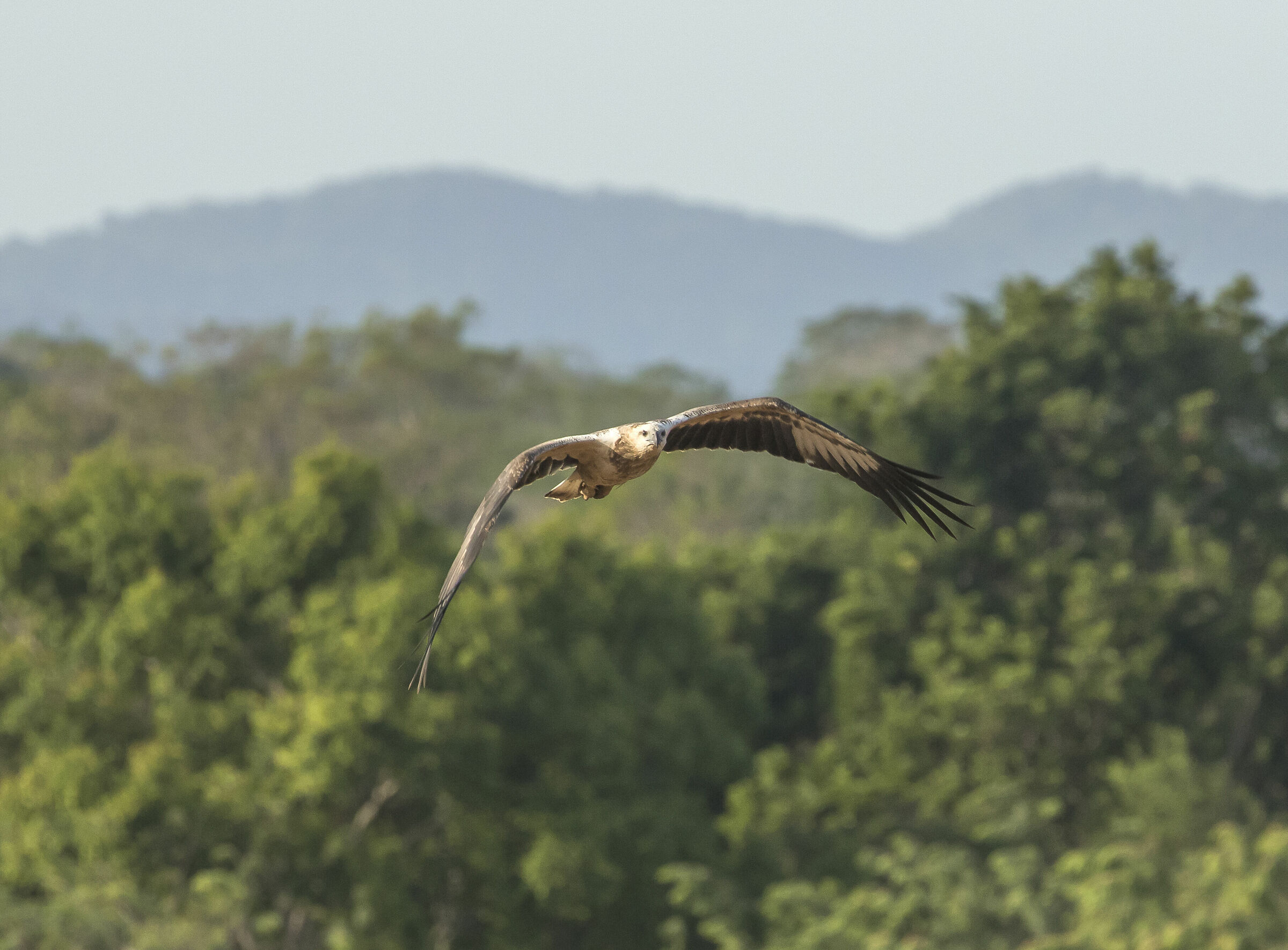in volo sulla foresta- White bellied sea eagle