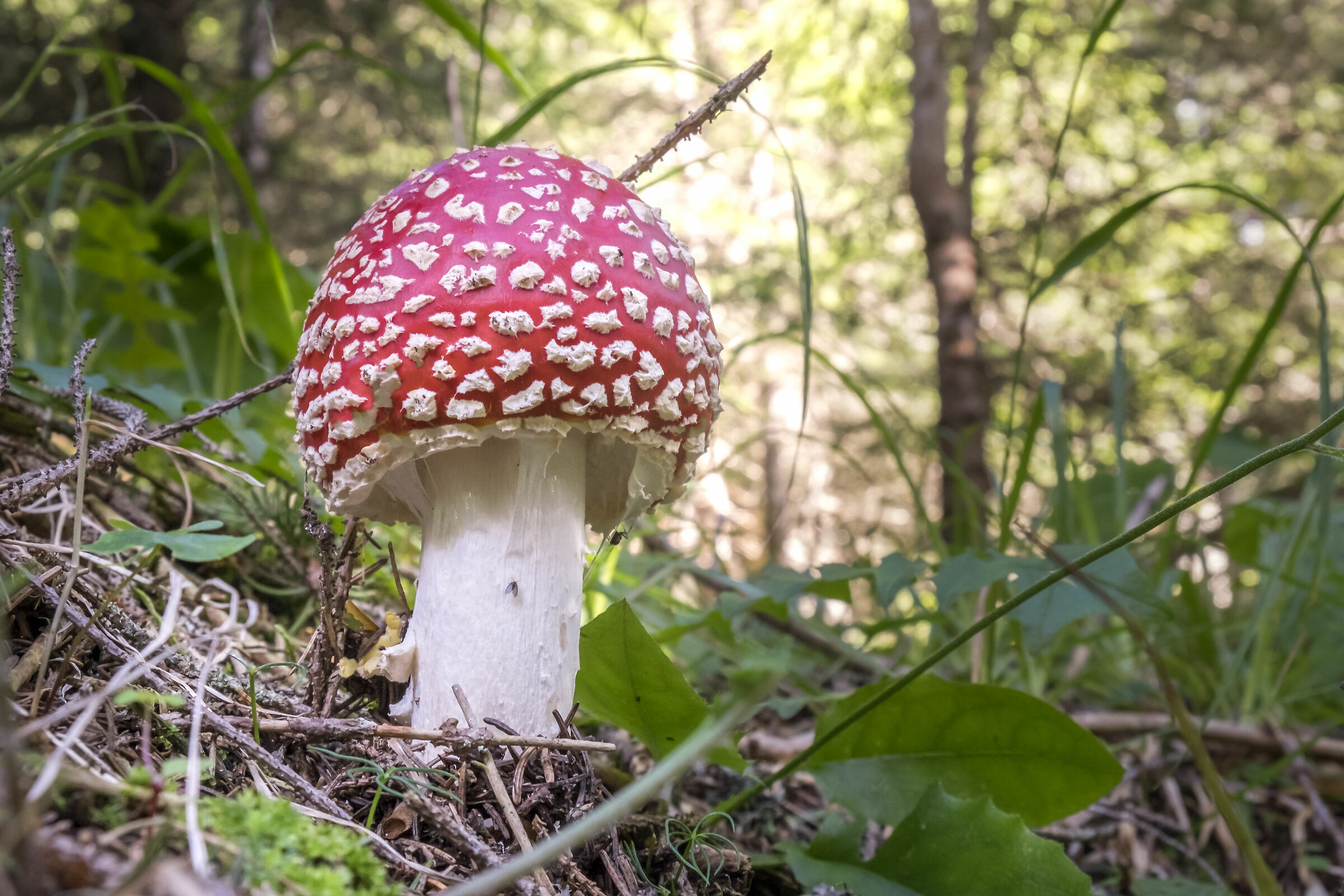 amanita falloid in the woods of Trentino