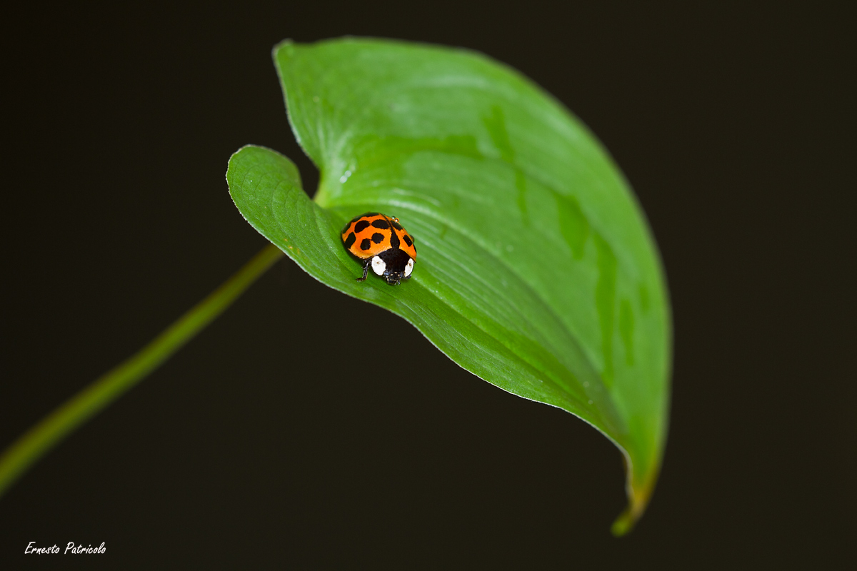ladybug 18 points
