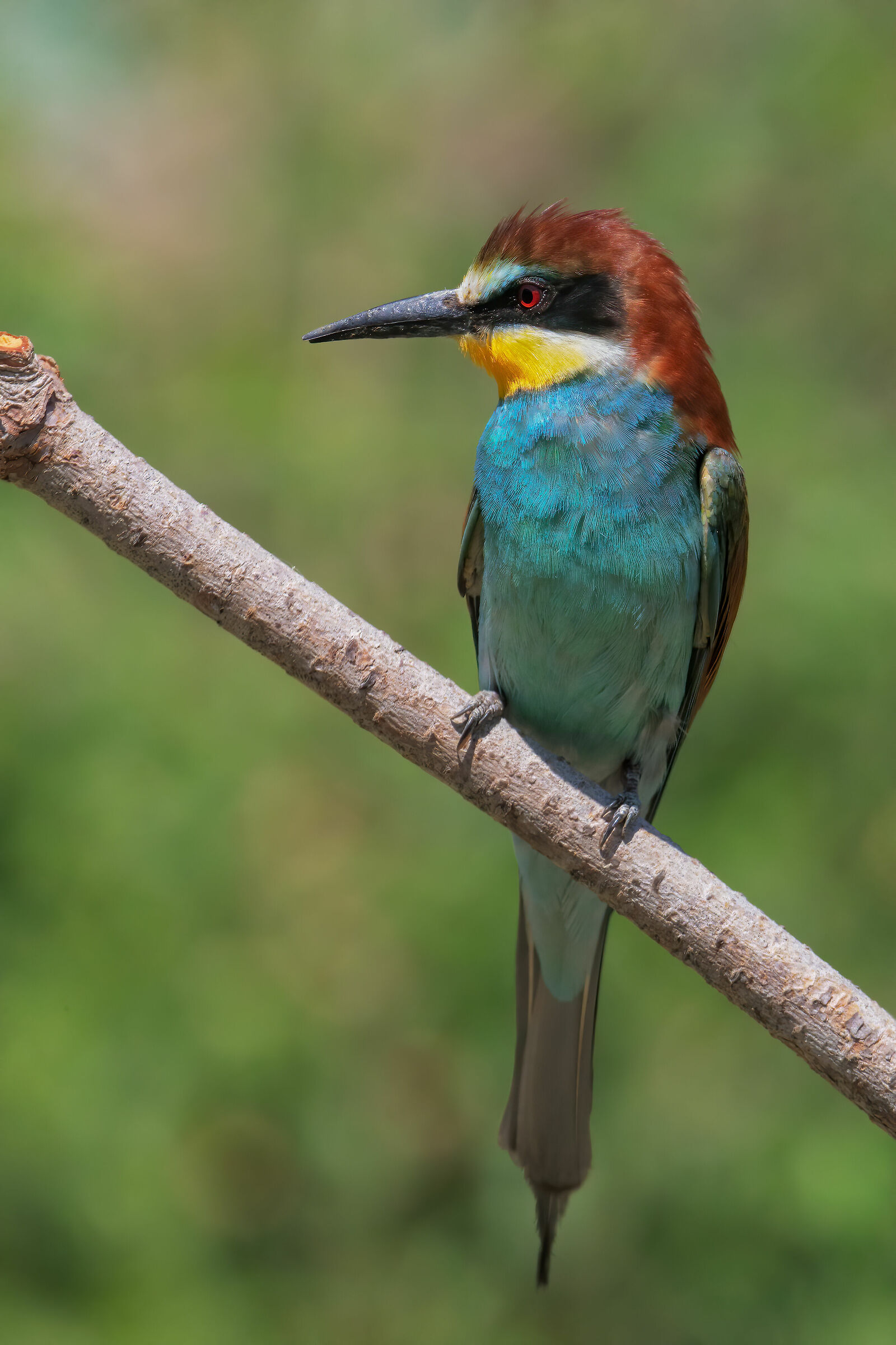 Bee-eater