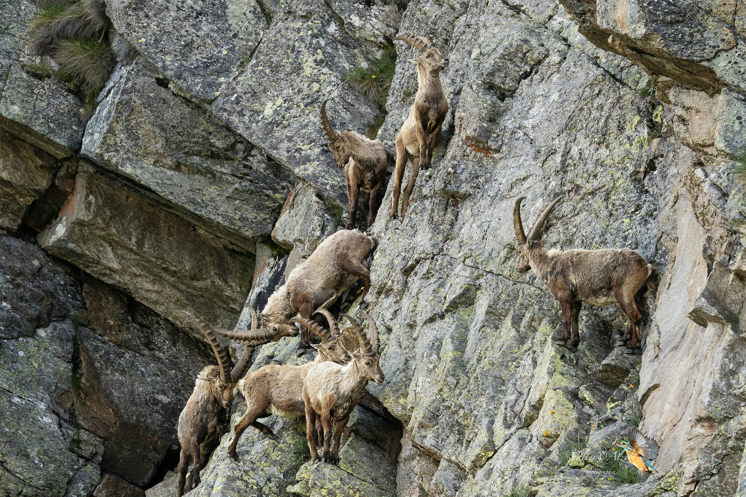 Ibex