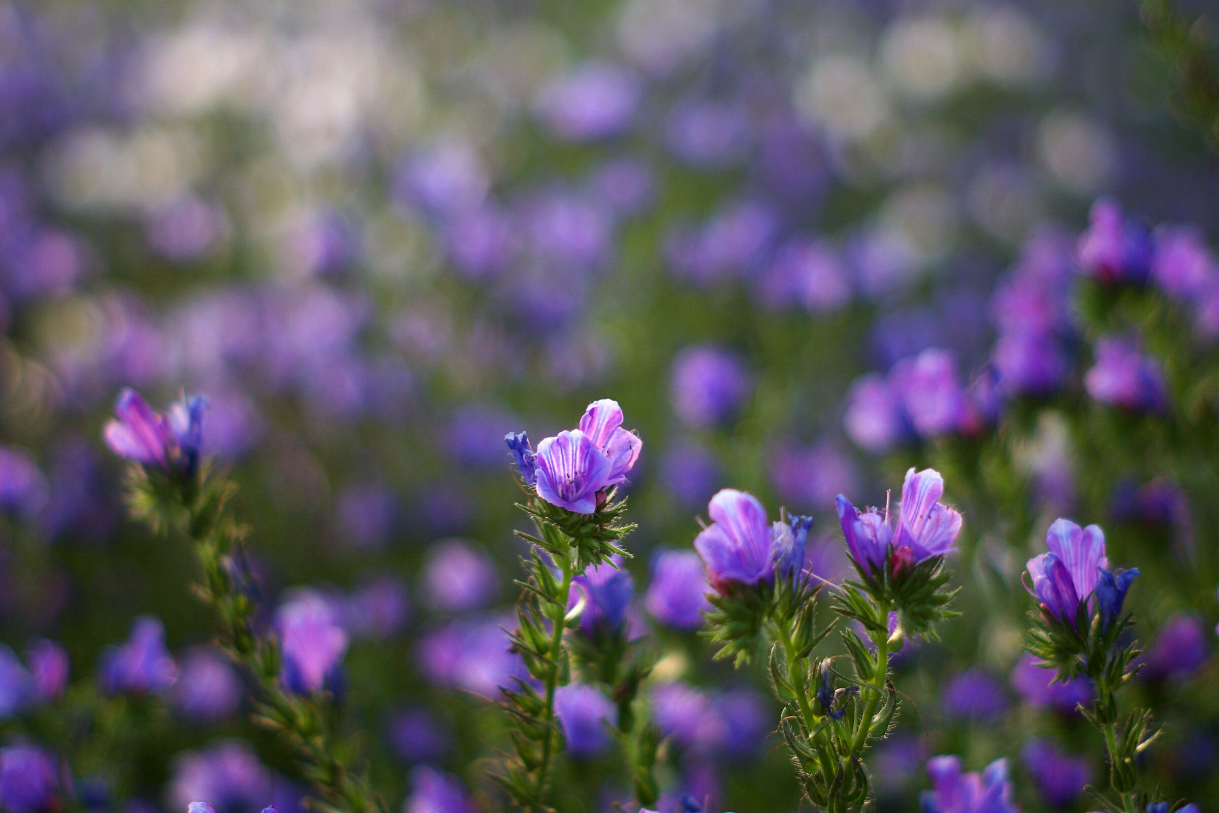Blue flowers in afternoon