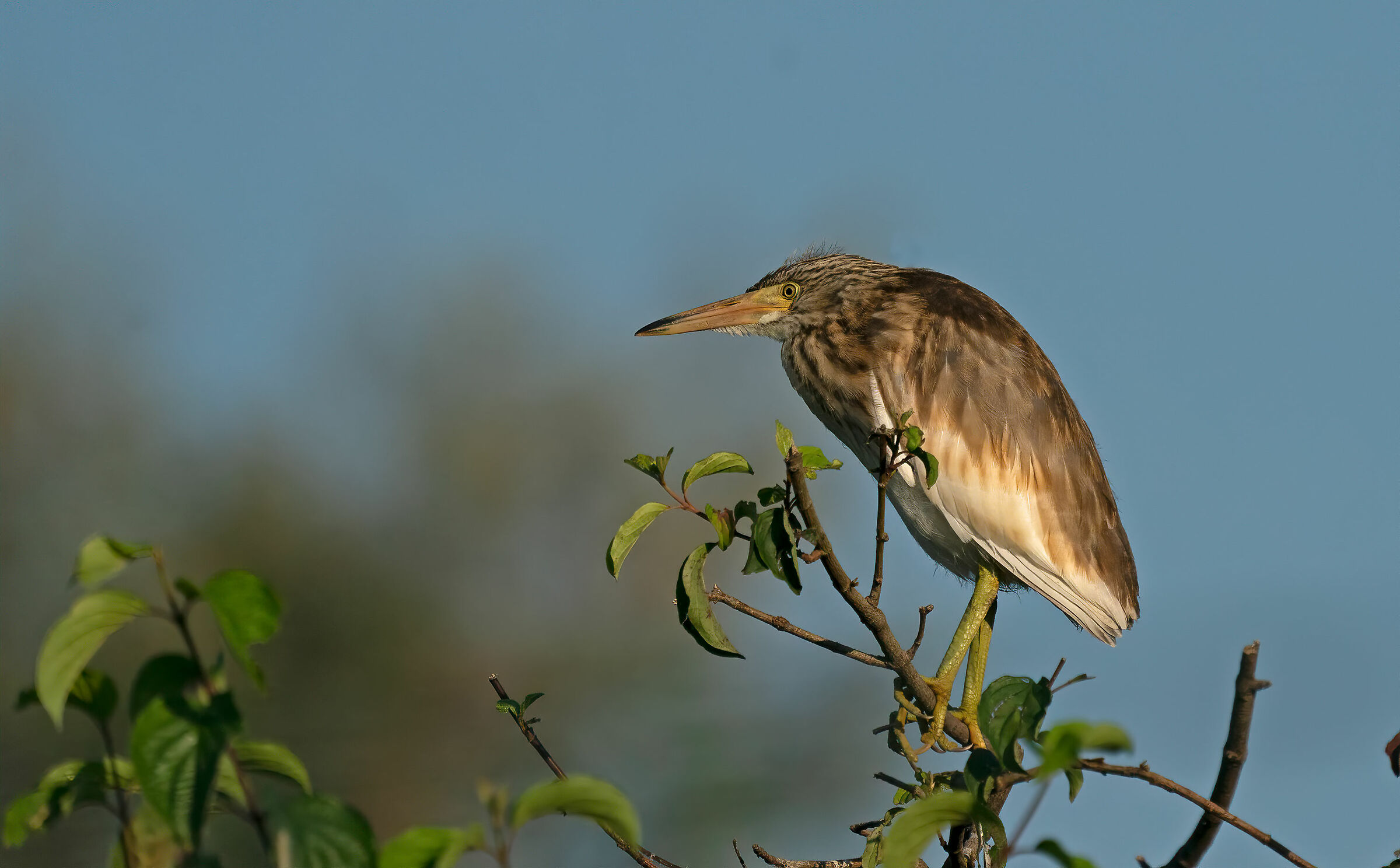 Sgarza ciuffetto  - giovane