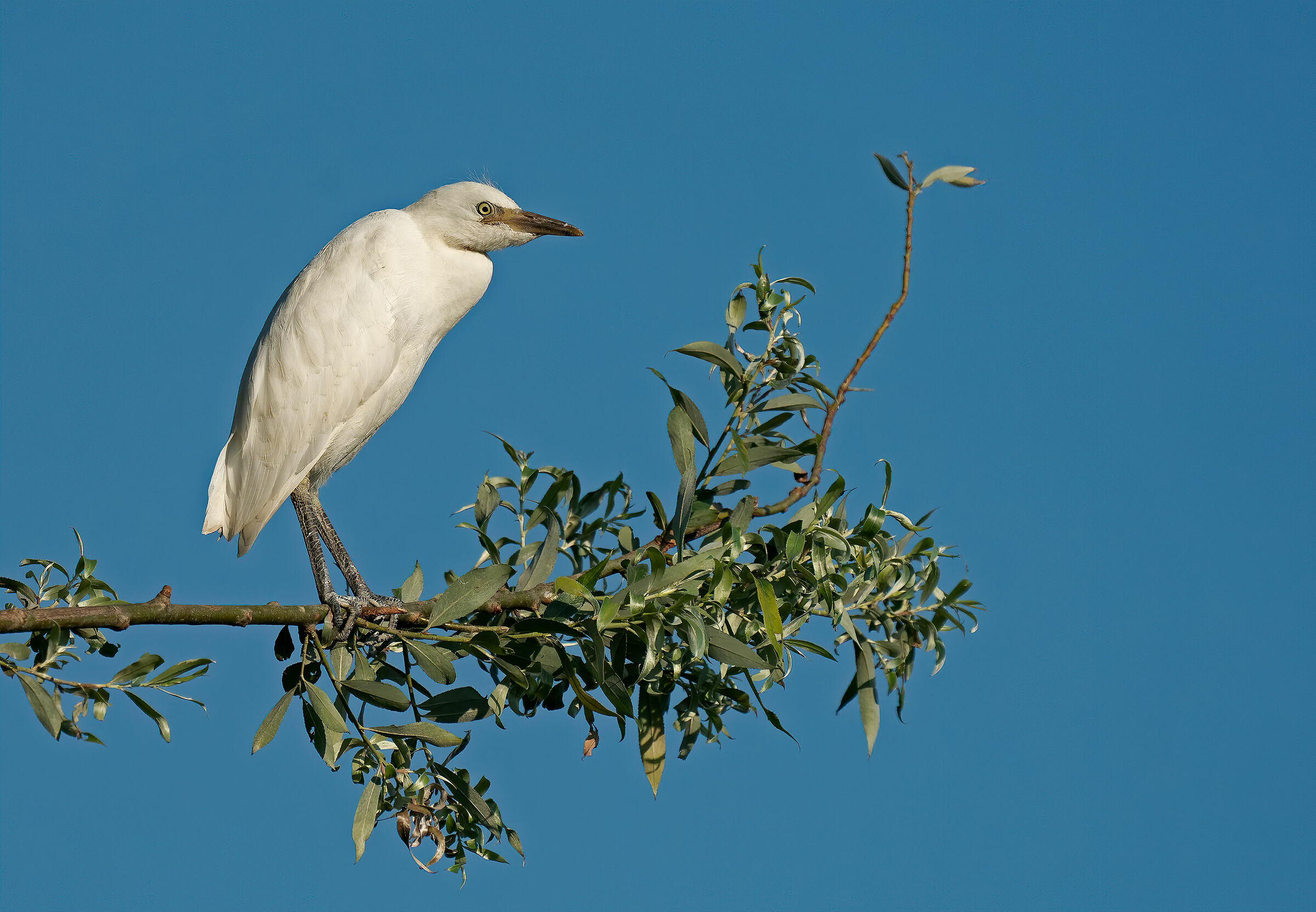 Airone guardabuoi - giovane