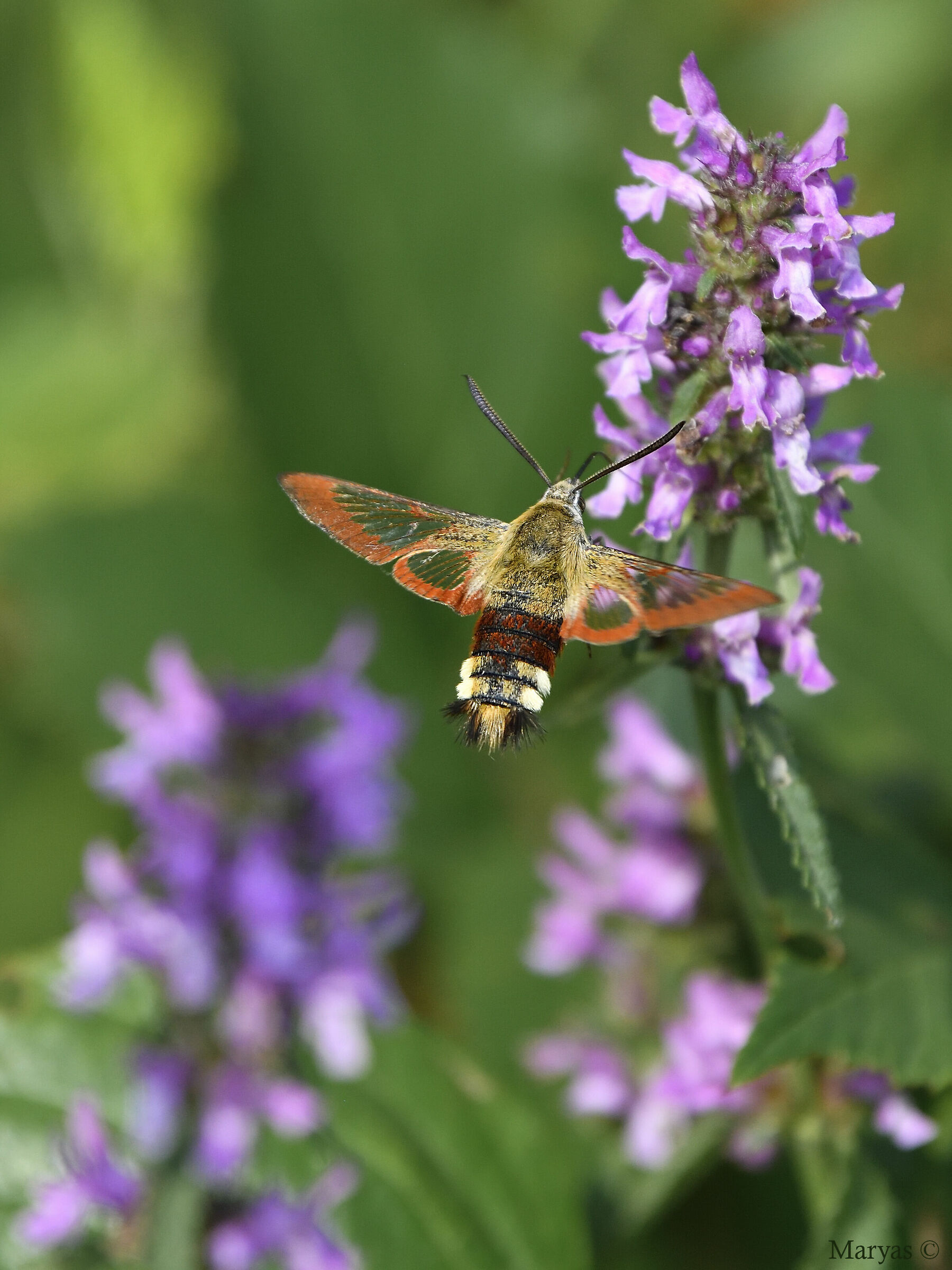 Hemaris fuciformis