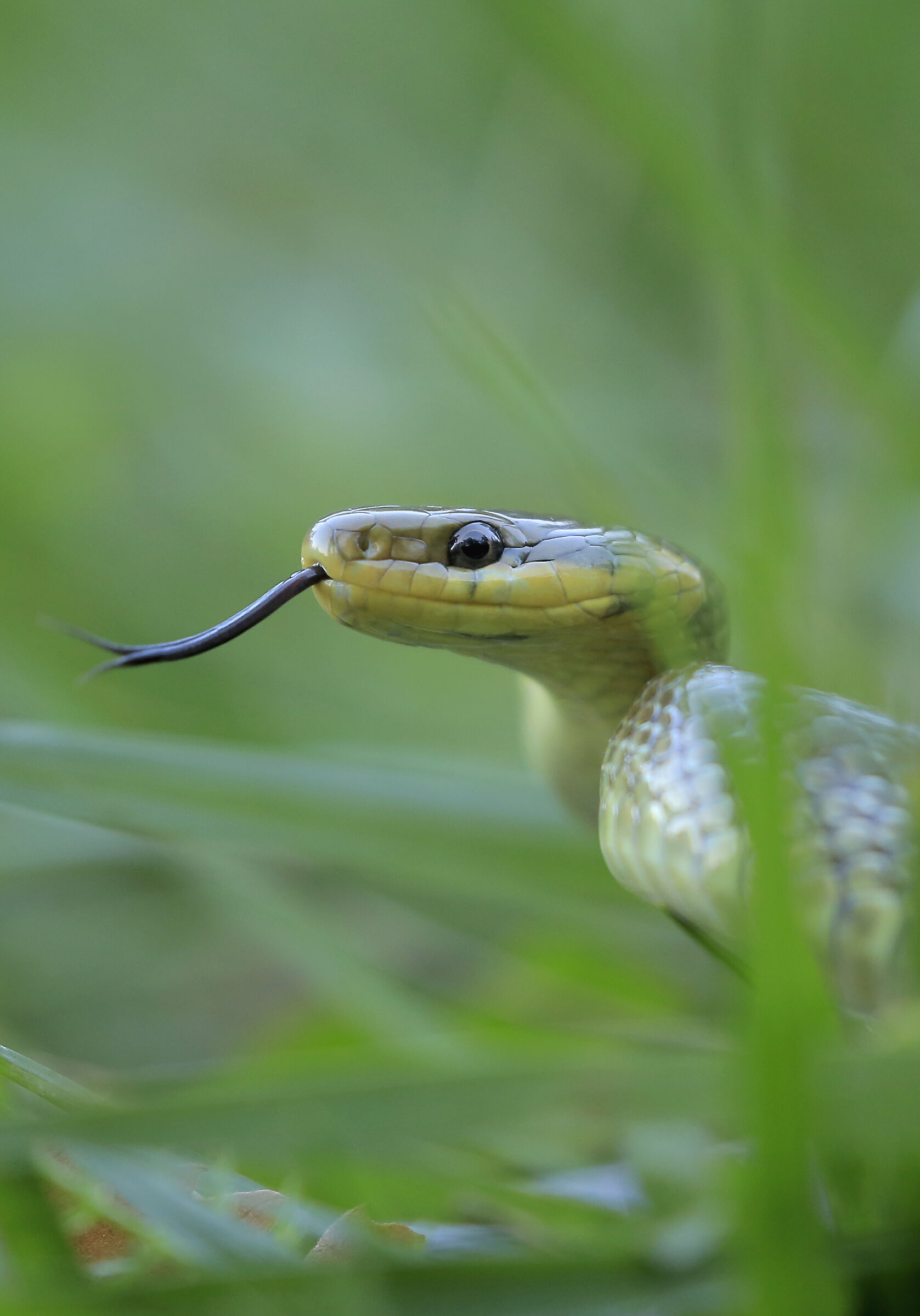 Il sibilo del Saettone
