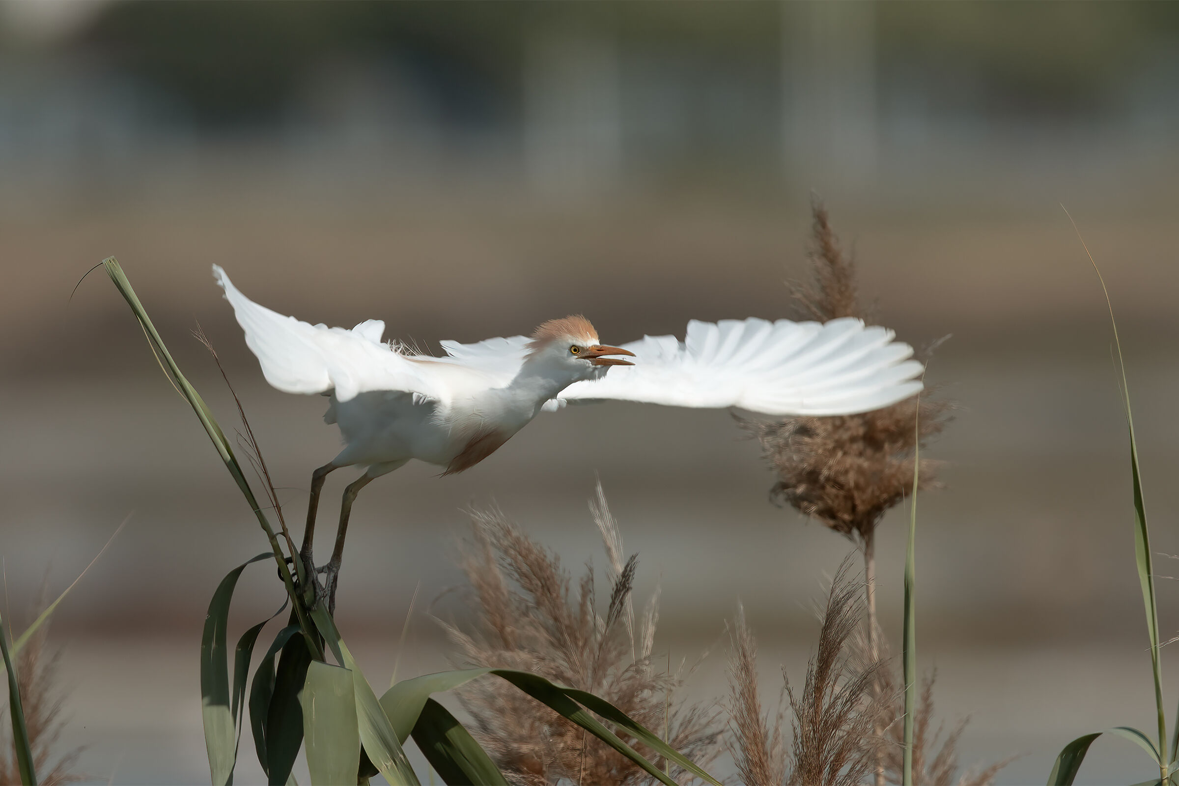 Guardiola on take-off