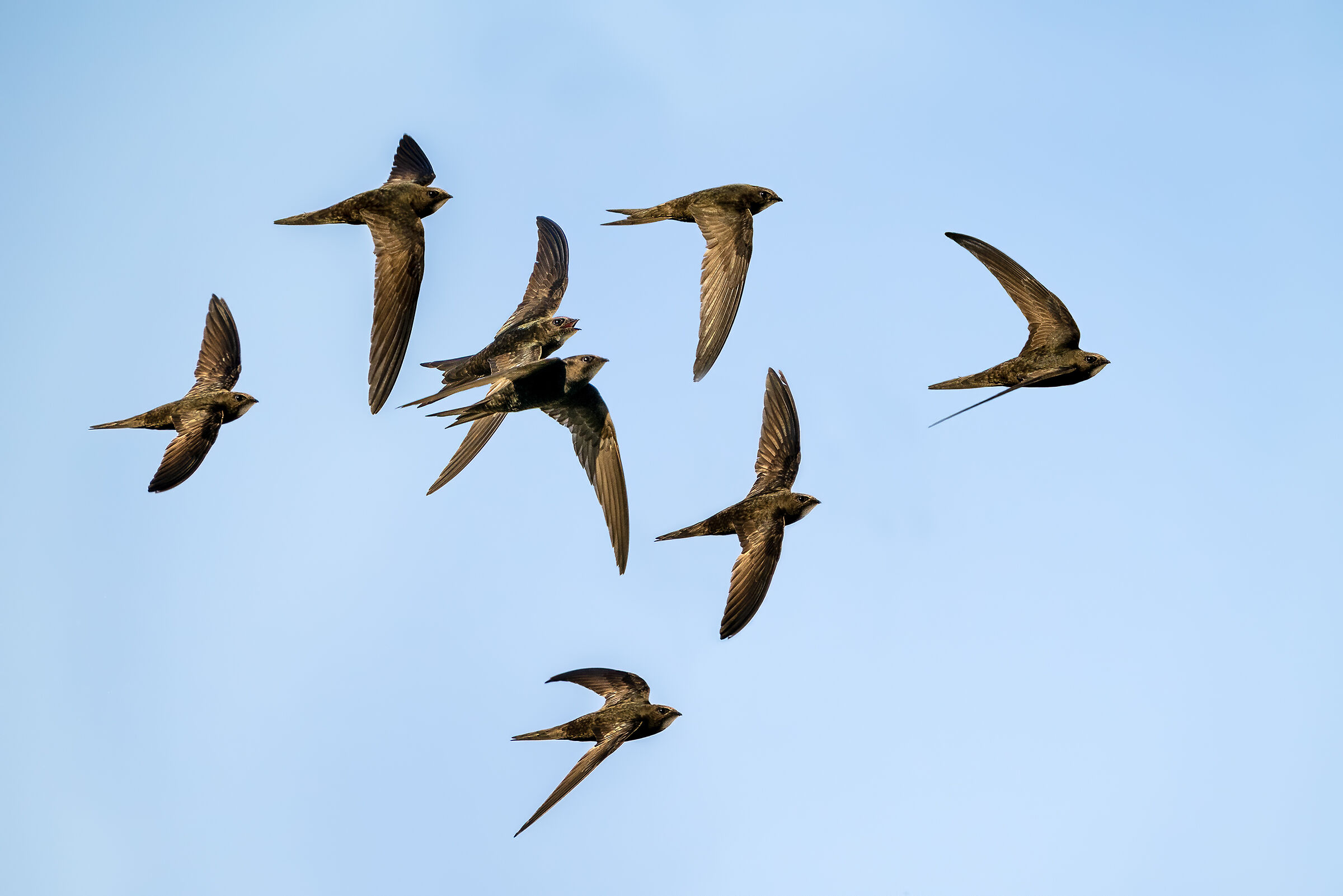 Common Swifts