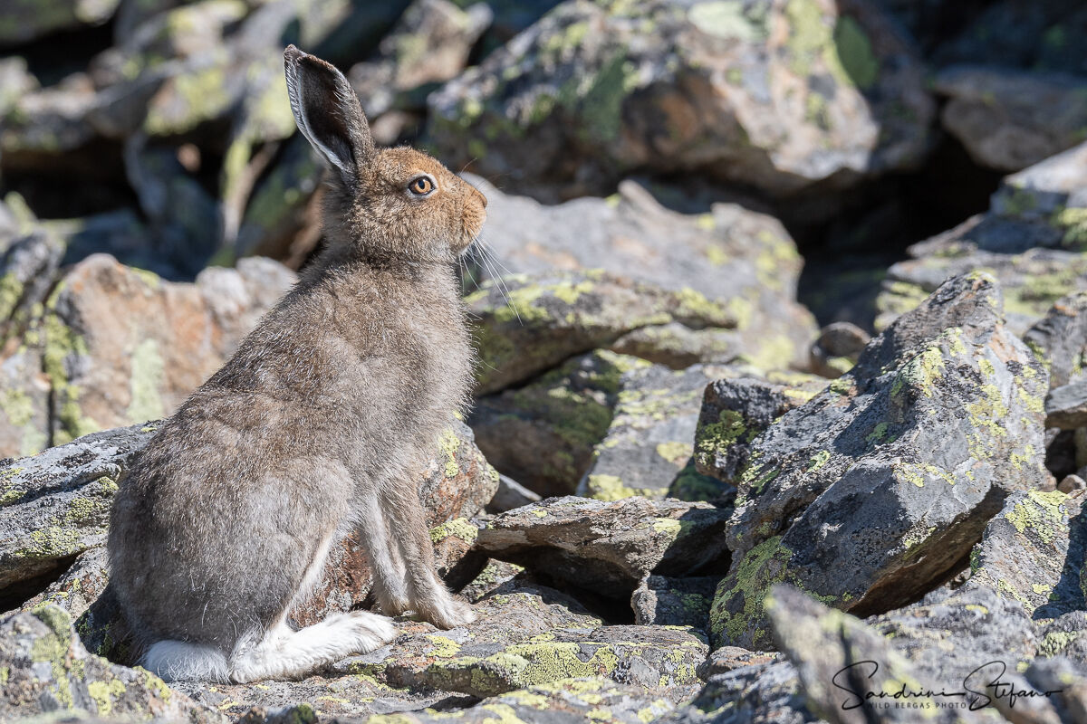 Lepre variabile - mantello estivo