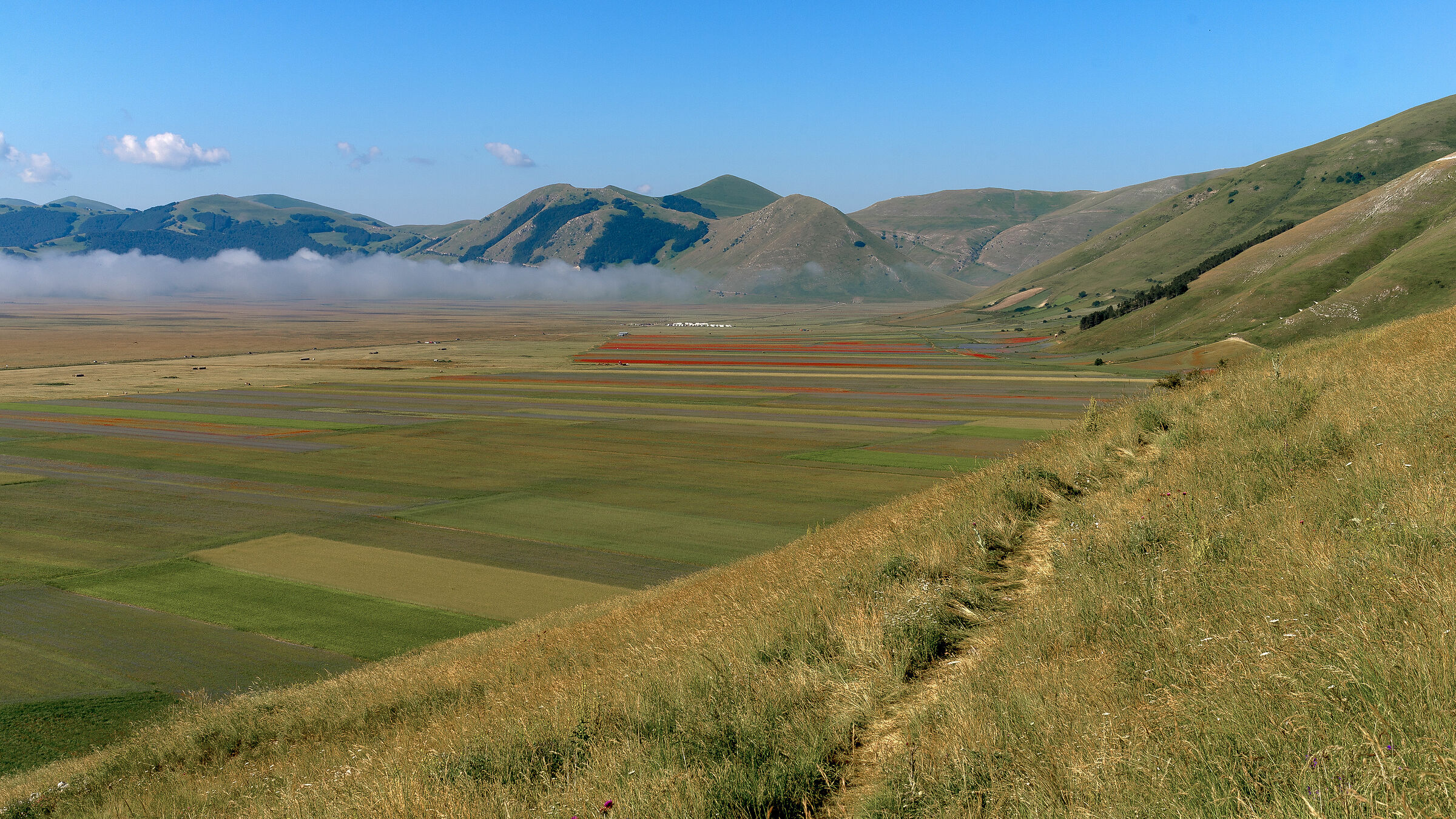 Castelluccio di Norcia Flowering 2020 1
