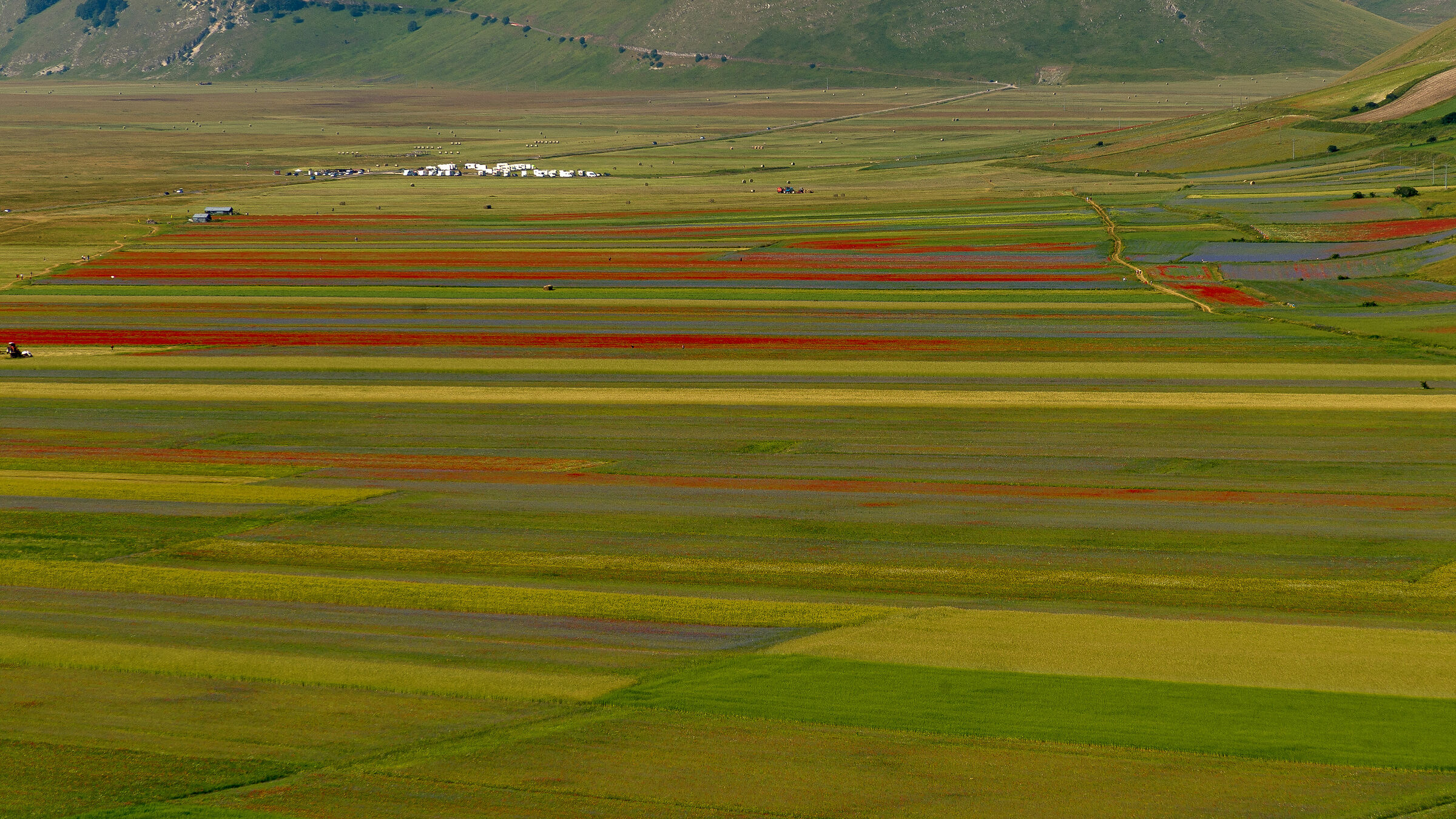 Castelluccio di Norcia Flowering 2020 2