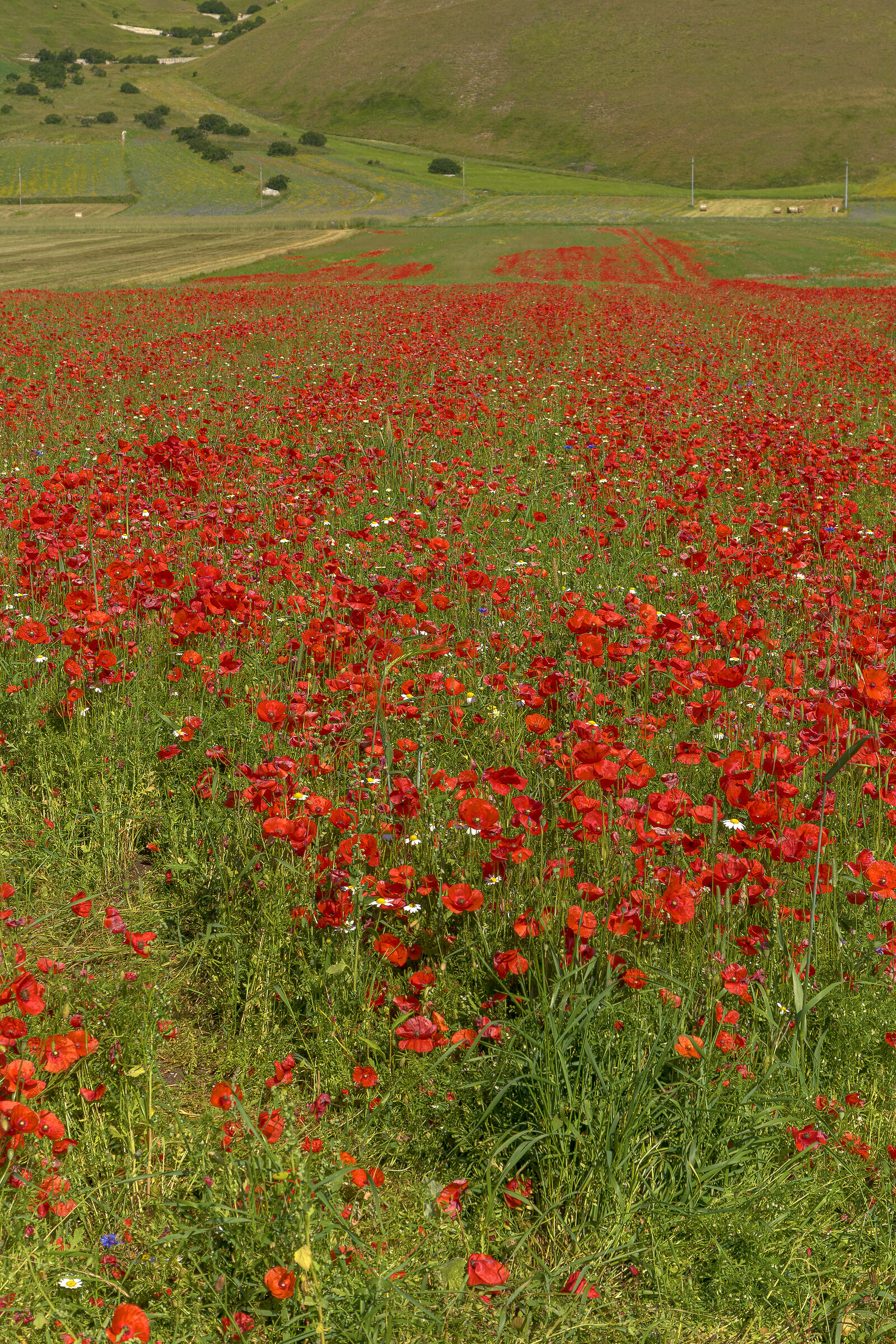 Castelluccio di Norcia Fioritura 2020 3