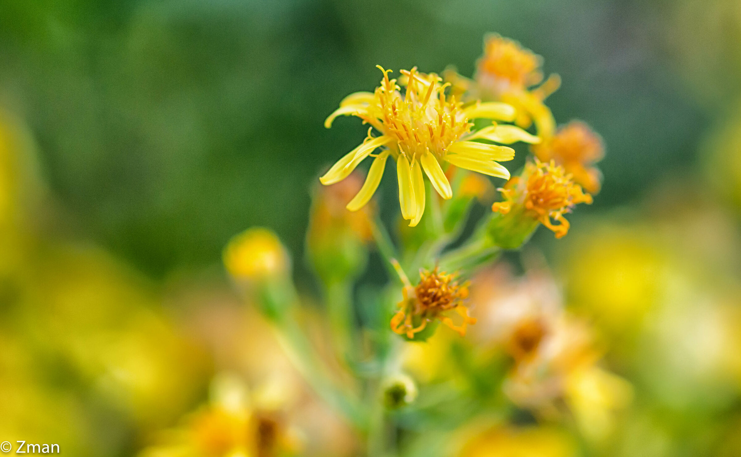 Wild  Yellow Flowers